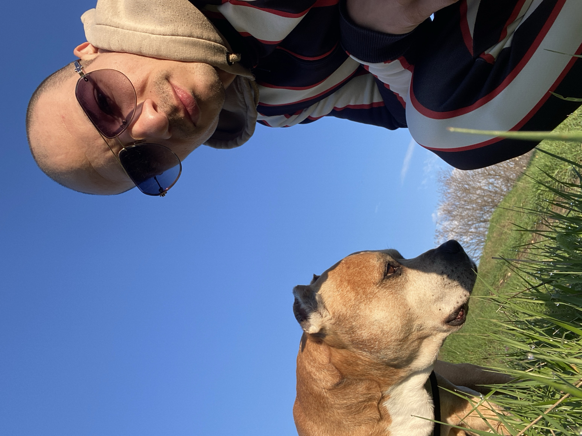 An upward-facing shot shows a man and a dog. The man, positioned at the top of the frame, wears sunglasses, a striped long-sleeved shirt, and a hooded jacket. The dog, a tan and brown American Staffordshire Terrier, is situated at the bottom of the frame, facing right. The background consists of a clear blue sky and green grass with dew drops, suggesting a grassy area outdoors. The location cannot be determined to be in Pleven, Bulgaria, without more information.