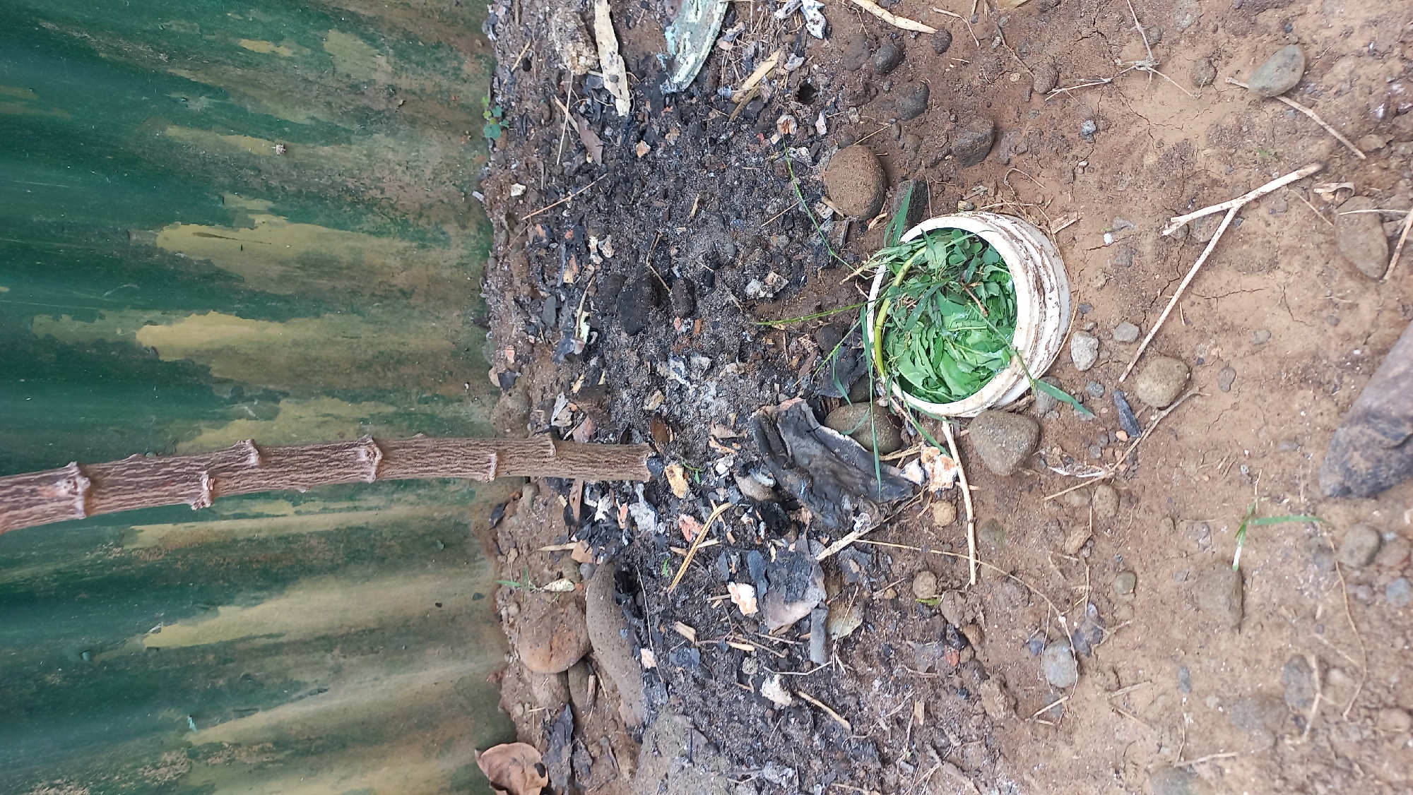 A vertical, brown, segmented stem stands in the center of the image, positioned in front of a faded, green, corrugated metal wall with vertical ridges and weathered yellow streaks. The ground around the stem is a mix of dark soil, ash, small black and gray rocks, and scattered dry leaves. A small, white, circular container filled with vibrant green leaves and some thin green stems rests on the ground to the right of the stem. The container is slightly tilted. The scene depicts an outdoor area with signs of recent burning or debris, located in Mangunsari, Indonesia.