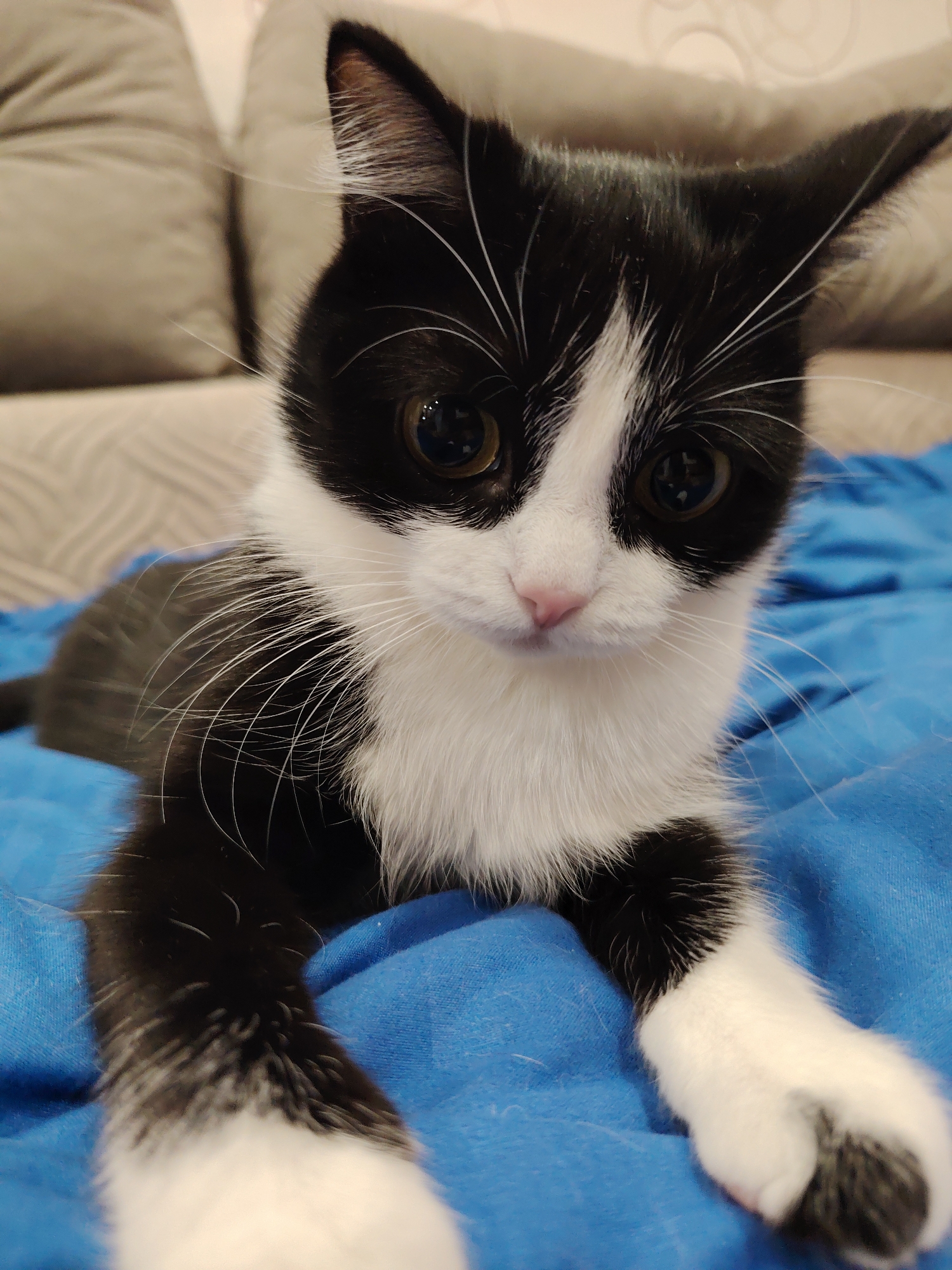 The image shows a black and white kitten lying on a blue fabric surface. The kitten has white paws, a pink nose, and large, expressive eyes. Its fur is mostly black, with a white patch on its chest, face, and paws. The background includes a blurred beige sofa.