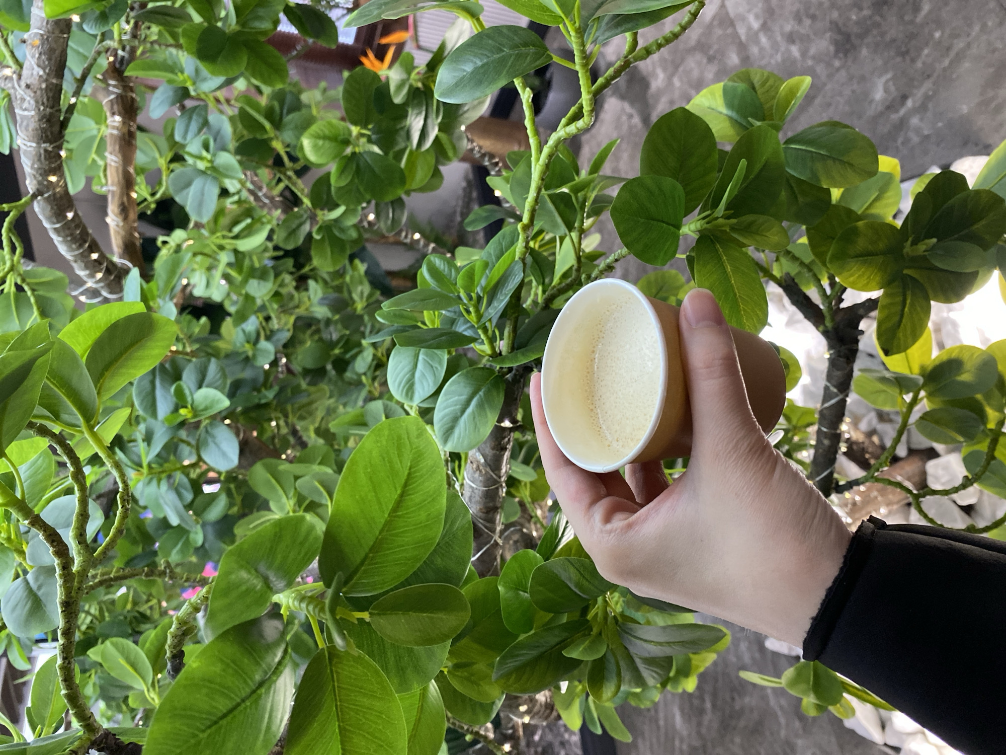 A person is holding a cup of liquid in front of a green leafy tree. The cup appears to be a cardboard disposable cup, with a white interior and a tan exterior. The liquid inside has a light yellow color and appears frothy. The person's hand and part of their black sleeve are visible, suggesting they are likely wearing a long-sleeved garment. The tree is a vibrant green and fills much of the background, with a gray textured surface partially visible behind it. The location is not discernible from the image.