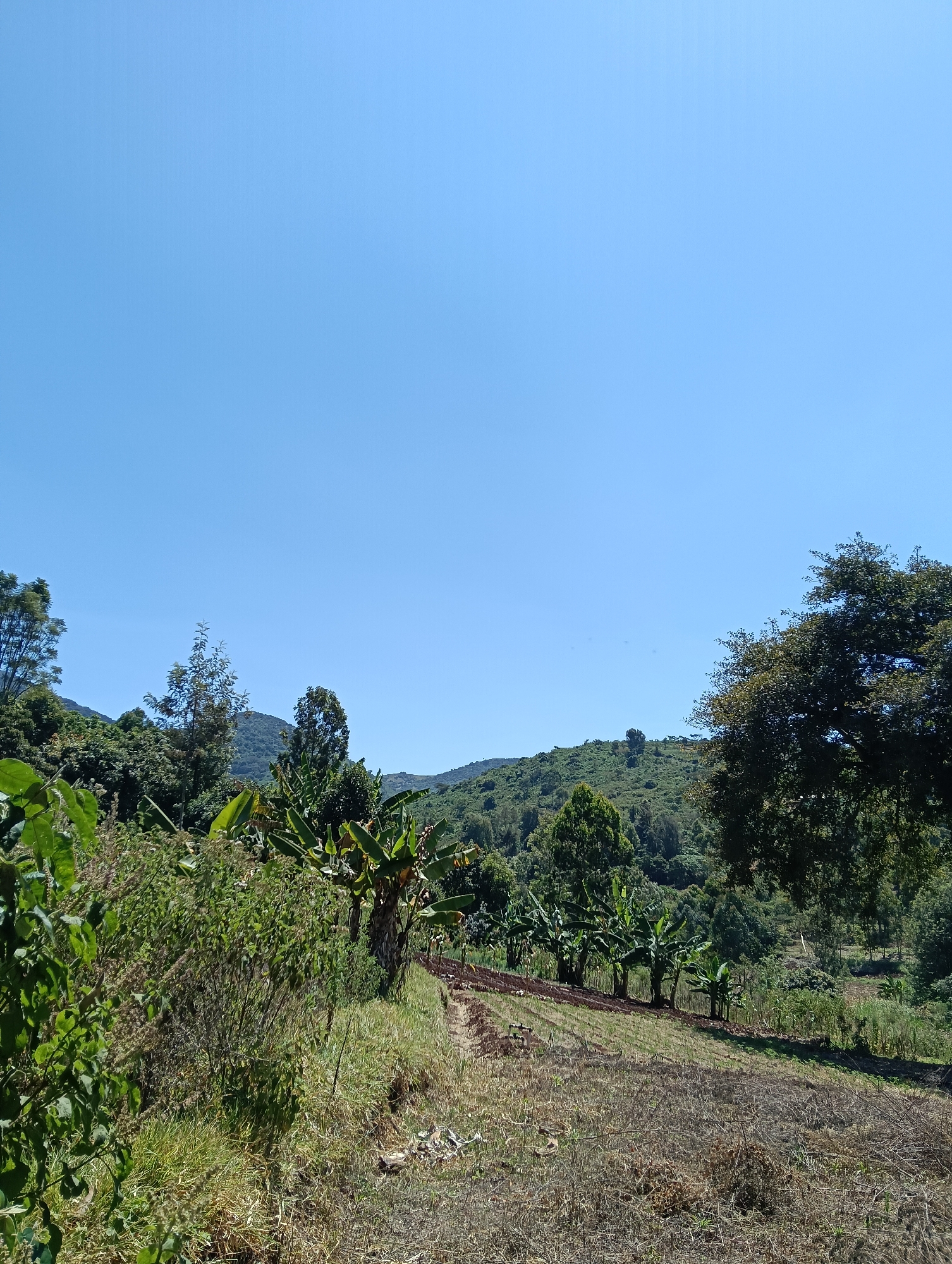 The image shows a rural landscape with rolling hills and lush vegetation under a clear blue sky. In the foreground, there is a patch of dry, sparse vegetation, suggestive of a recently harvested field. A pathway or small cleared area runs diagonally across the frame, bordered by green grass and some shrubbery. Further back, a row of banana trees stands prominently, their large leaves creating a distinct visual element. The midground and background are characterized by dense greenery, including various trees and shrubs that cover the undulating hills. In the distance, the hills are a mix of green foliage and some lighter brown patches, with a clear horizon line against the bright sky. There are no people or animals visible in the image. The scene appears to be a natural or agricultural setting in a warm climate, likely in the Keekonyokie ward of Kenya.