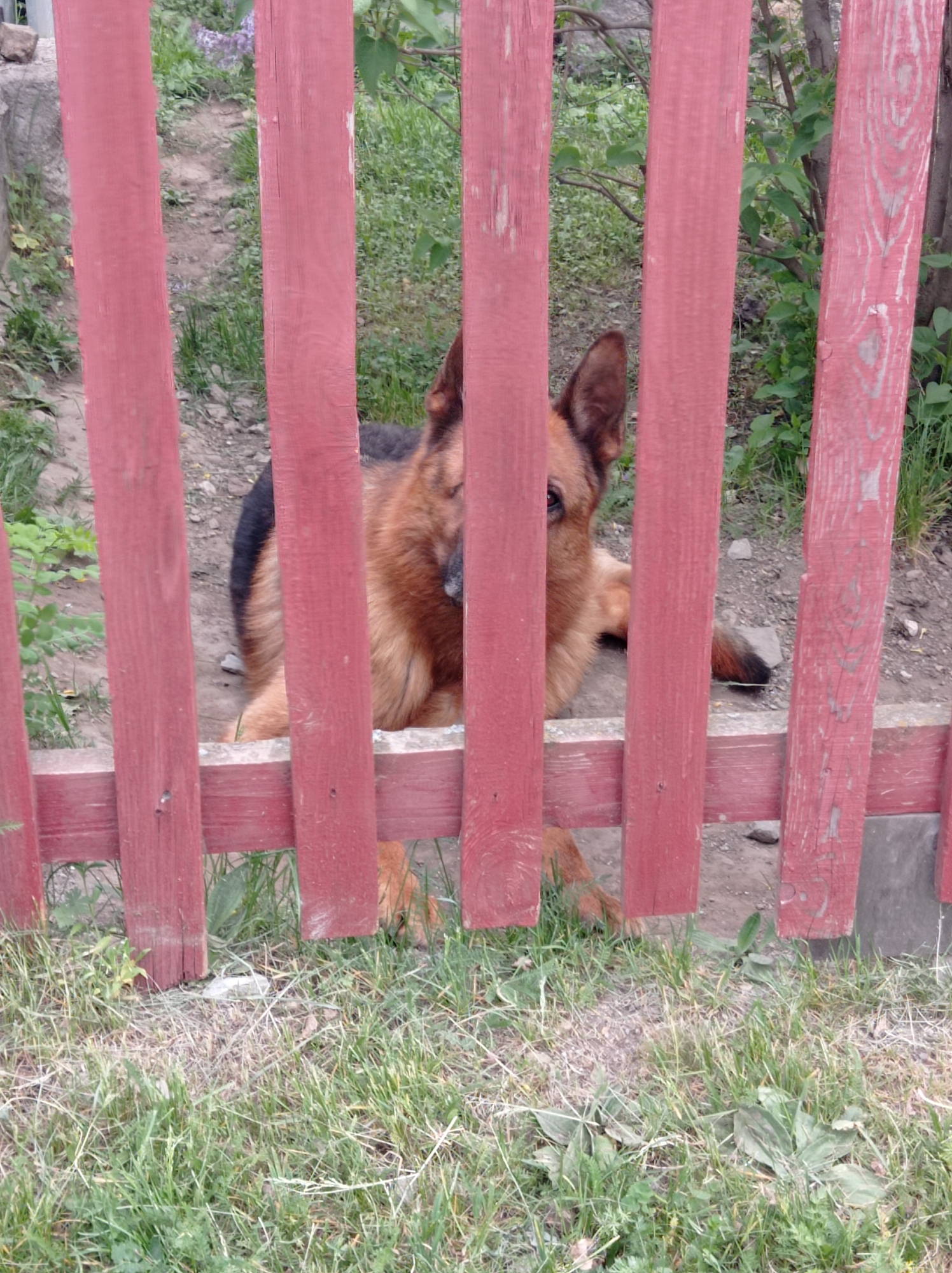 A German Shepherd dog lies behind a red wooden picket fence. The ground behind the fence is dirt and sparse vegetation. The foreground is grass. The location is presumed to be Degtyarsk, Russia, based on the prompt. No people are visible.