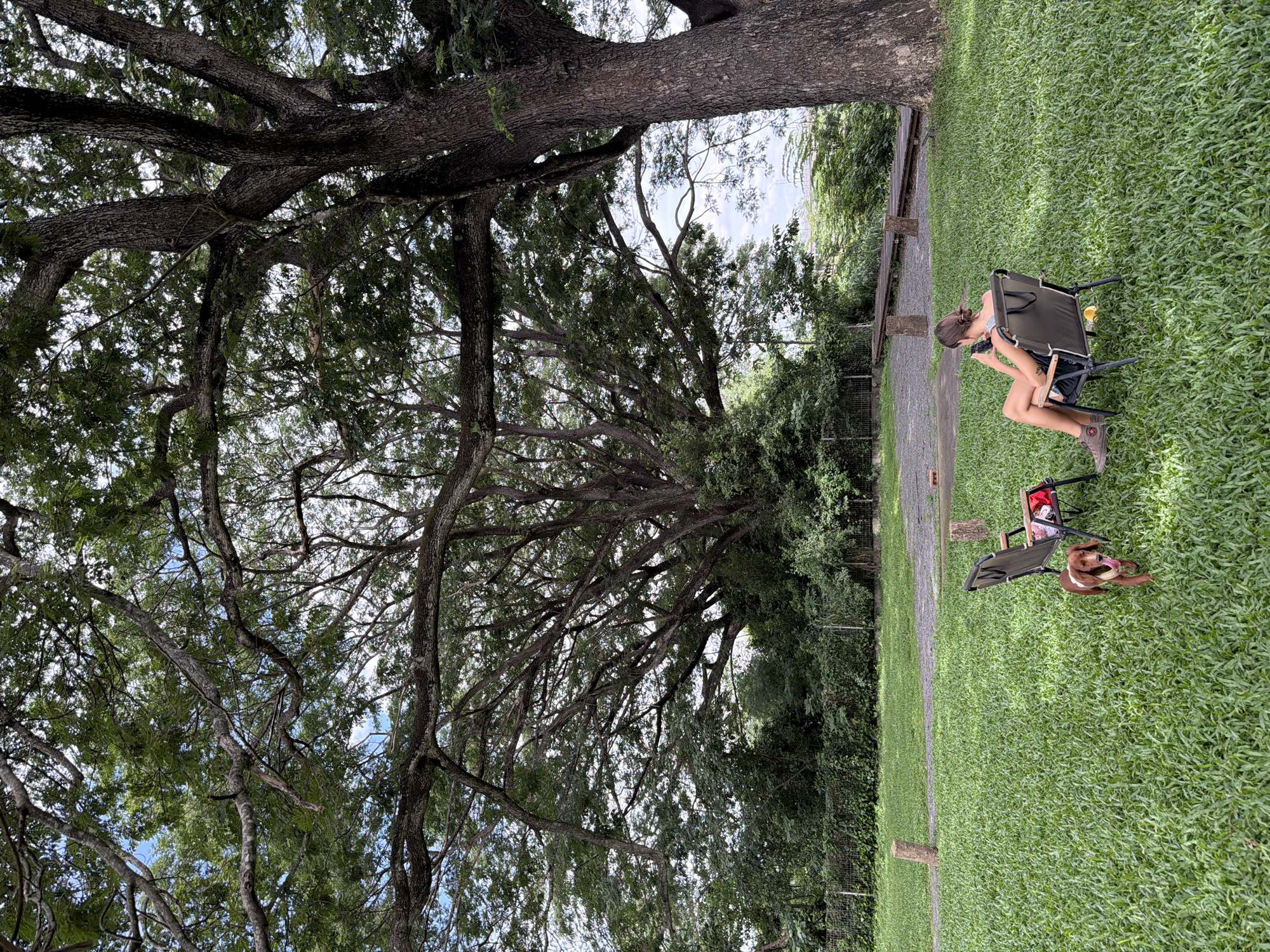 In Tambon San Phi Suea, Thailand, a young woman sits in a chair on a grassy lawn, looking at her phone. A dachshund stands near the chair. In the background, a large tree with sprawling branches dominates the scene, with dense foliage and a wooden walkway. The sky is partly cloudy.