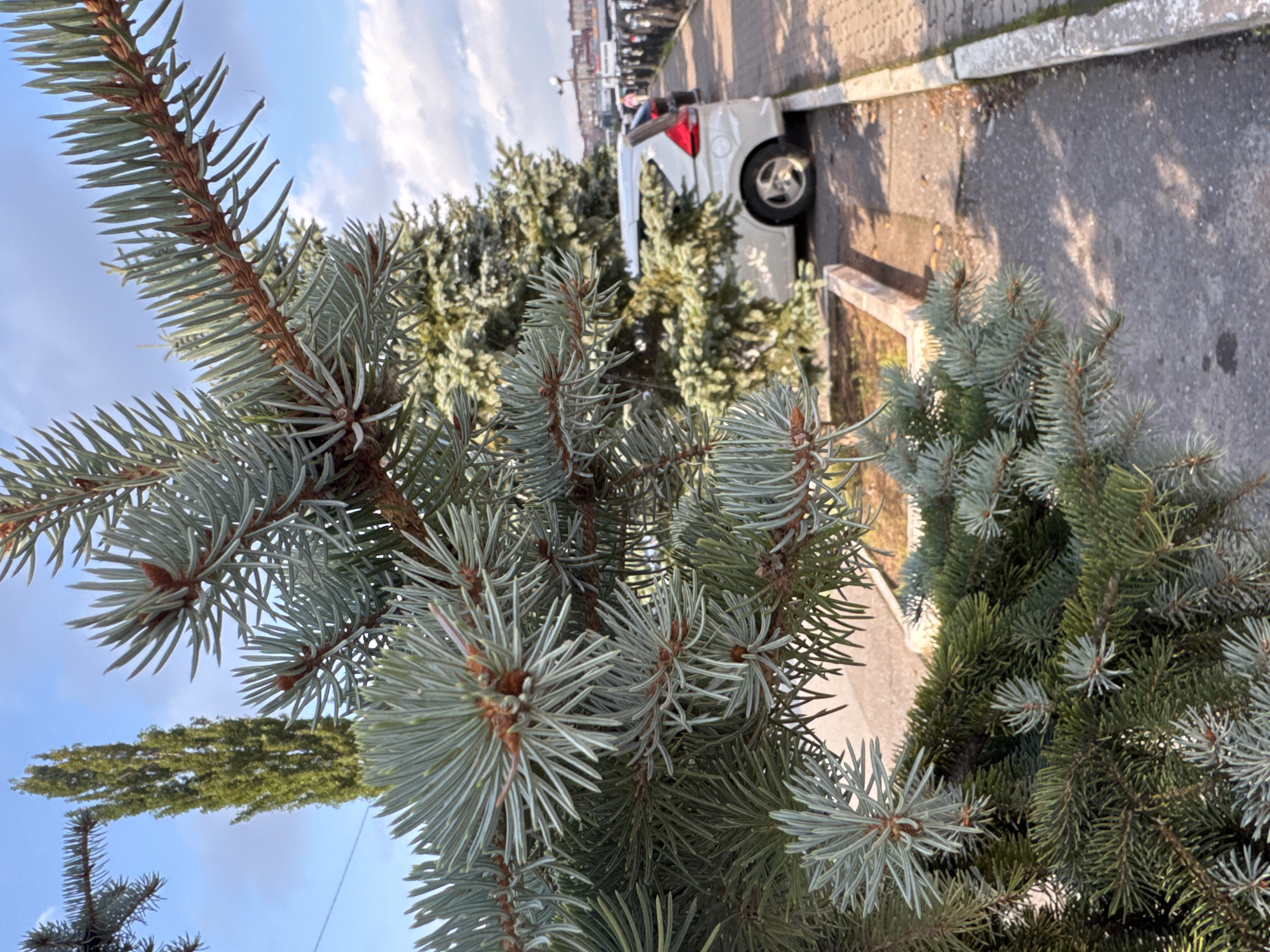 In Ufa, Russia, a close-up view of a blue spruce tree dominates the foreground, its needles rendered in sharp detail against a backdrop of a partly cloudy sky. Beyond the tree, a white minivan is parked along a paved sidewalk, which runs alongside a street. The sidewalk appears to be made of interlocking concrete pavers. Several other cars are visible further down the street, and buildings with red roofs can be seen in the distance. The scene is illuminated by natural sunlight, casting shadows on the ground.