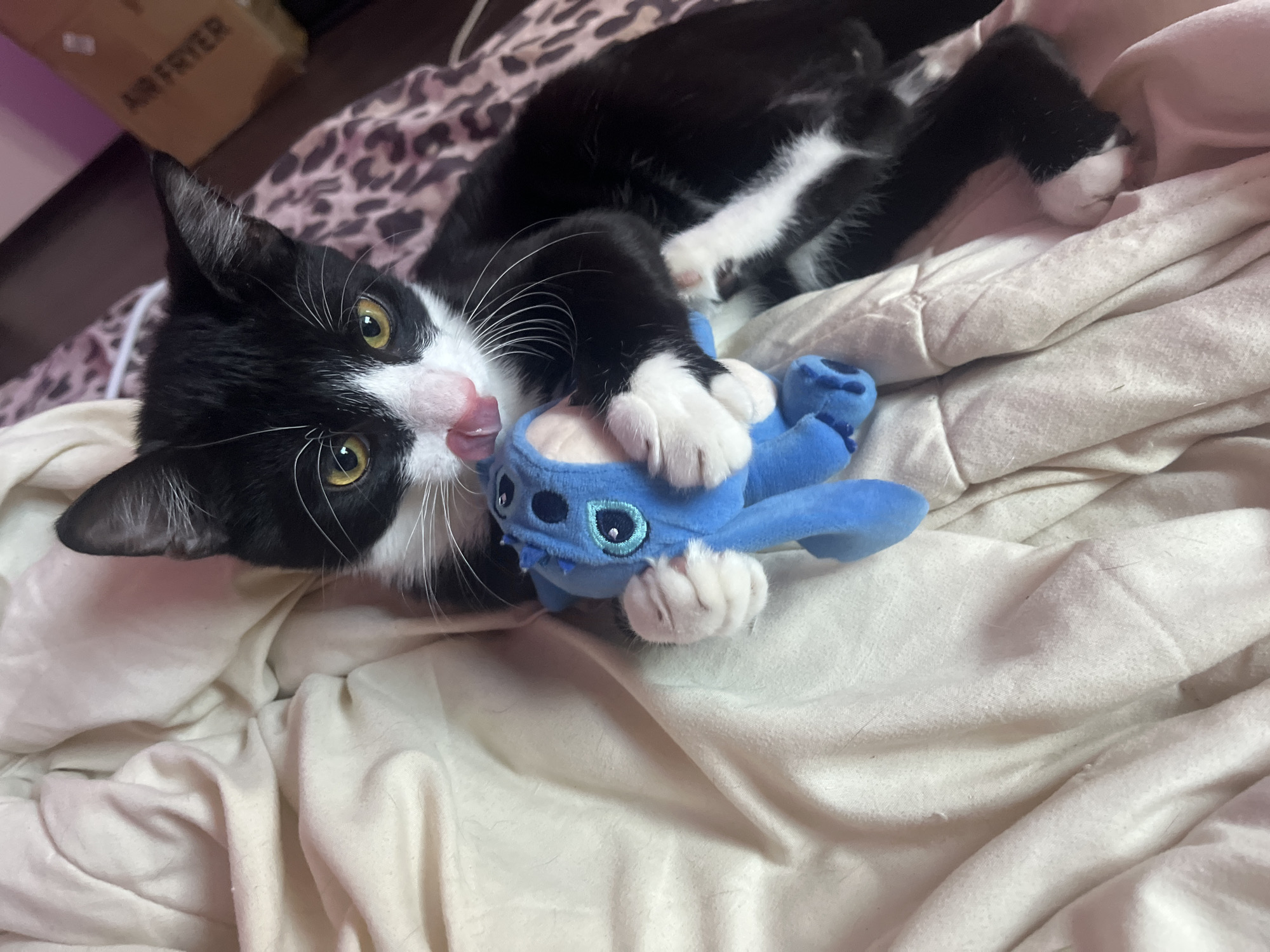 A black and white cat with yellow eyes is lying on a white bedspread, playfully clutching a blue stuffed toy resembling the character Stitch. The cat is licking its nose and has its claws extended on the toy. The background includes a leopard print blanket and a cardboard box labeled "Air Fryer." There is no indication of this image being taken in Saint Petersburg, Russia.