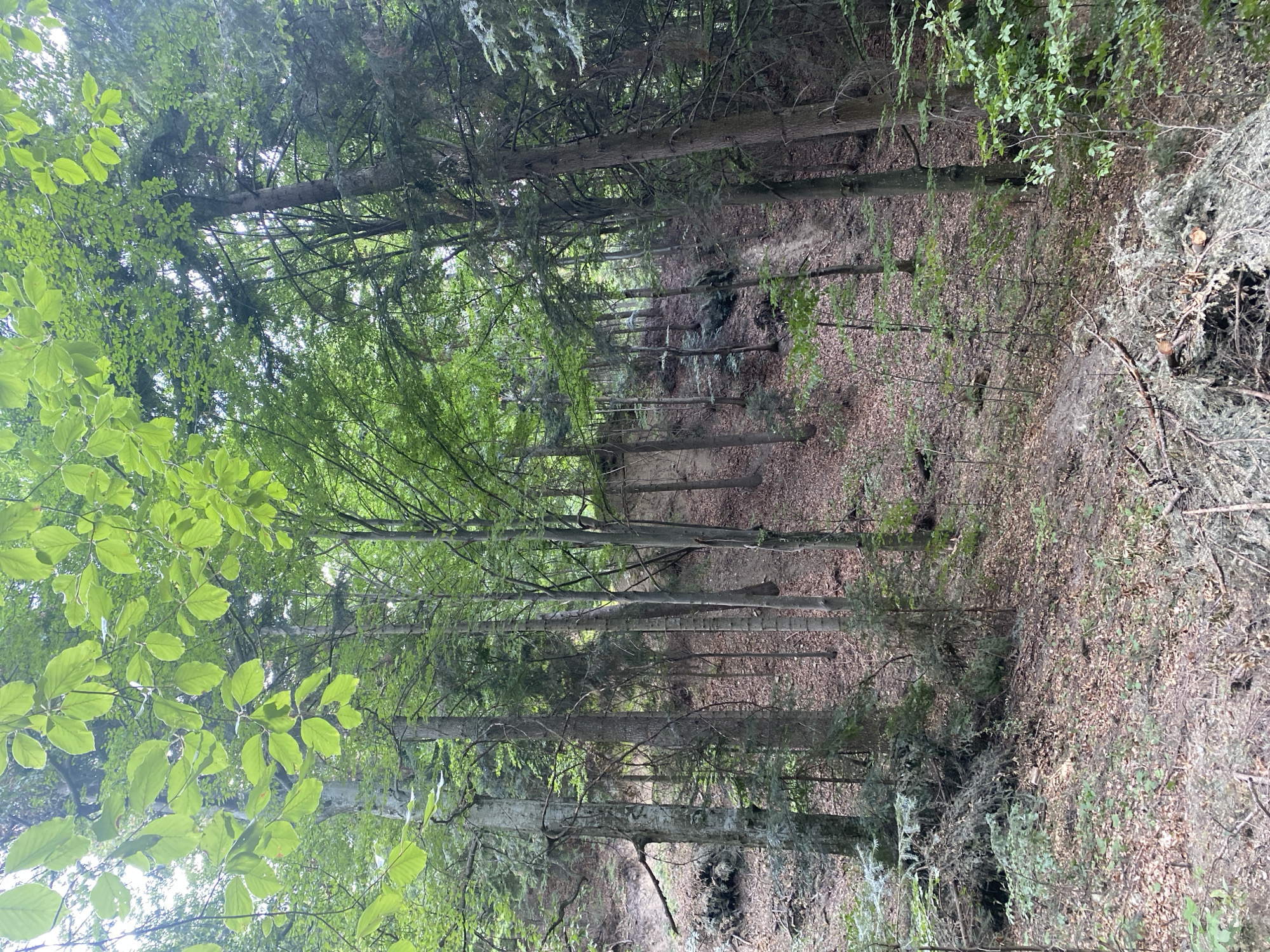 The image depicts a dense forest scene in Crăcăoani, Romania. The forest floor is covered with fallen leaves and branches. Tall trees with green foliage dominate the landscape, with some appearing to be deciduous and others coniferous. The terrain is uneven, with a discernible slope and areas of exposed soil or rock. Sunlight filters through the dense canopy, creating a dappled effect on the forest floor. There are no people or animals visible in the image. The scene appears to be a natural, undisturbed environment.