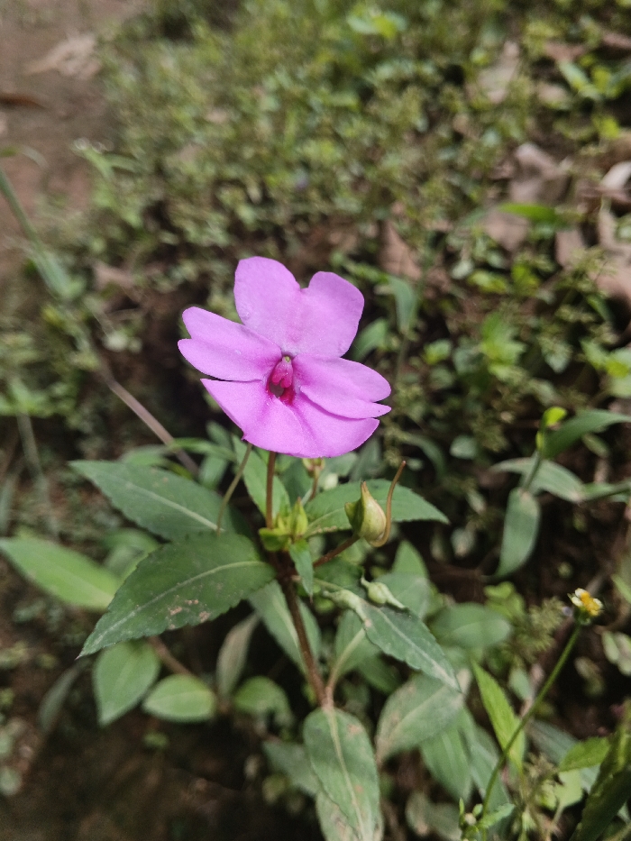 A single vibrant pink flower with a darker reddish-pink center is in sharp focus, positioned centrally within a natural outdoor setting. The flower exhibits five prominent petals and is supported by a slender green stem, from which several dark green leaves with visible venation emerge. Two green, elongated flower buds are also visible on the stem to the right of the main bloom. The background is extensively blurred, showing indistinct green foliage, consistent with various small plants and grasses, interspersed with areas of brown earth or dried plant material. A small, out-of-focus yellow and white flower is present in the lower right background. No people or artificial structures are visible. The exact location in the city of Bình Hải, Vietnam, cannot be determined from the visual content of the image.