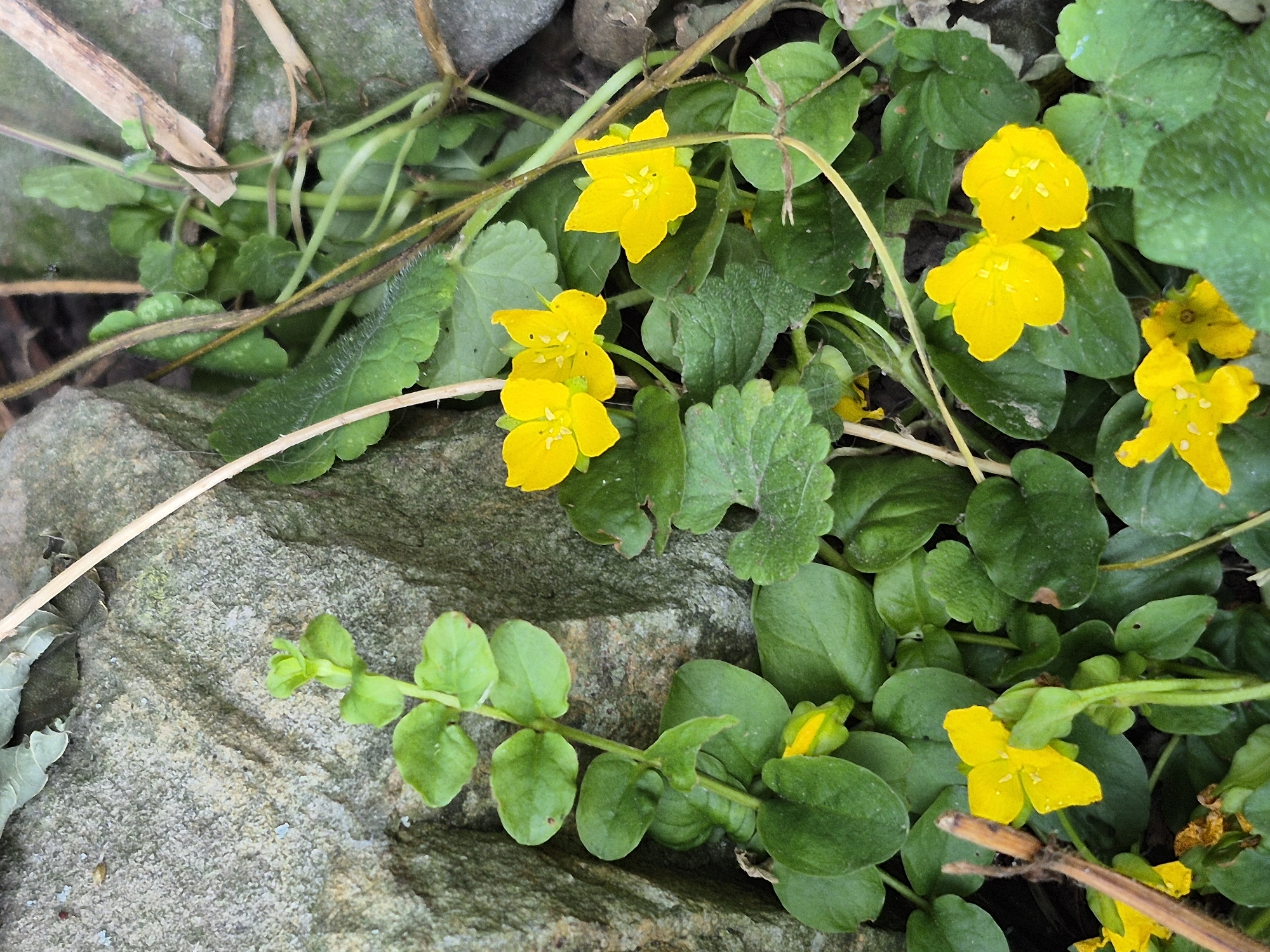 In an outdoor environment, the image captures a close-up view of several small yellow flowers with green leaves. The flowers have five petals and a distinct stamen. Some of the flowers are in full bloom, while others are still buds. The leaves are ovate and have a slightly serrated edge. The plants are growing amongst rocks and soil, with dry grass and twigs also visible. The lighting suggests it is daytime.