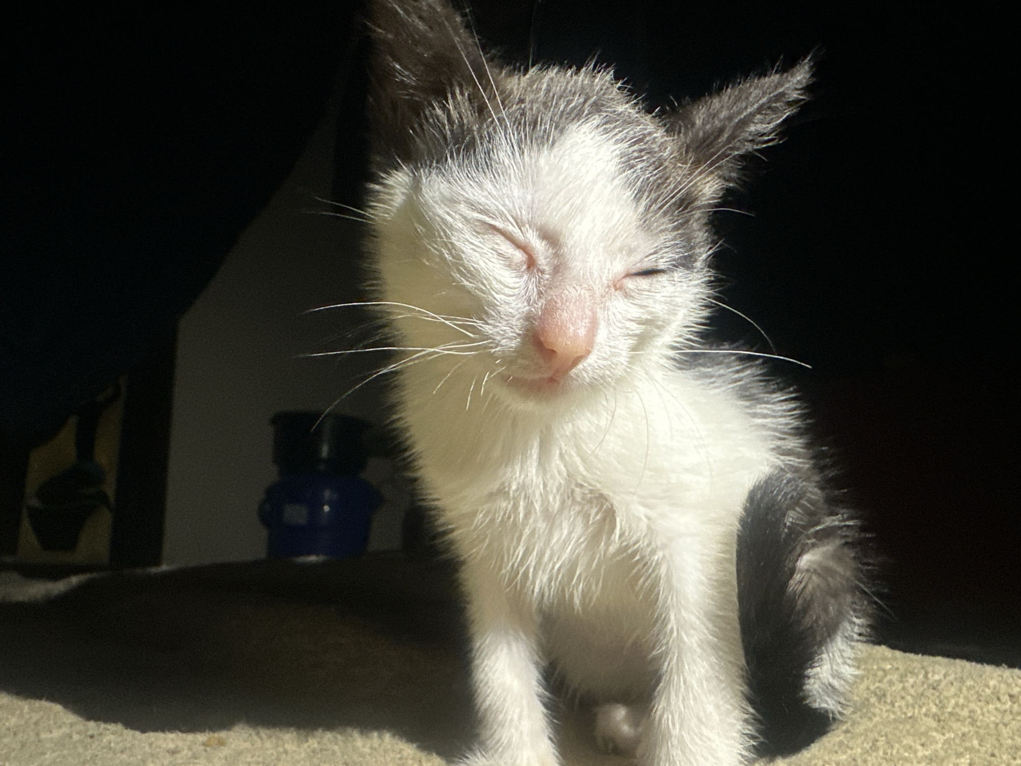 A close-up, eye-level shot shows a young kitten with black and white fur sitting in what appears to be a sunlit outdoor area. The kitten's eyes are closed, and its face is turned slightly towards the viewer. The background is dark, with some blurred objects visible in the lower left and center-left, including what might be a blue container or bottle. The kitten is positioned on a textured surface, possibly sand or coarse fabric, with a shadow cast across it. The lighting suggests a strong light source from the right, creating a high-contrast scene. The environment suggests a simple, possibly residential outdoor setting in Jos, Nigeria.