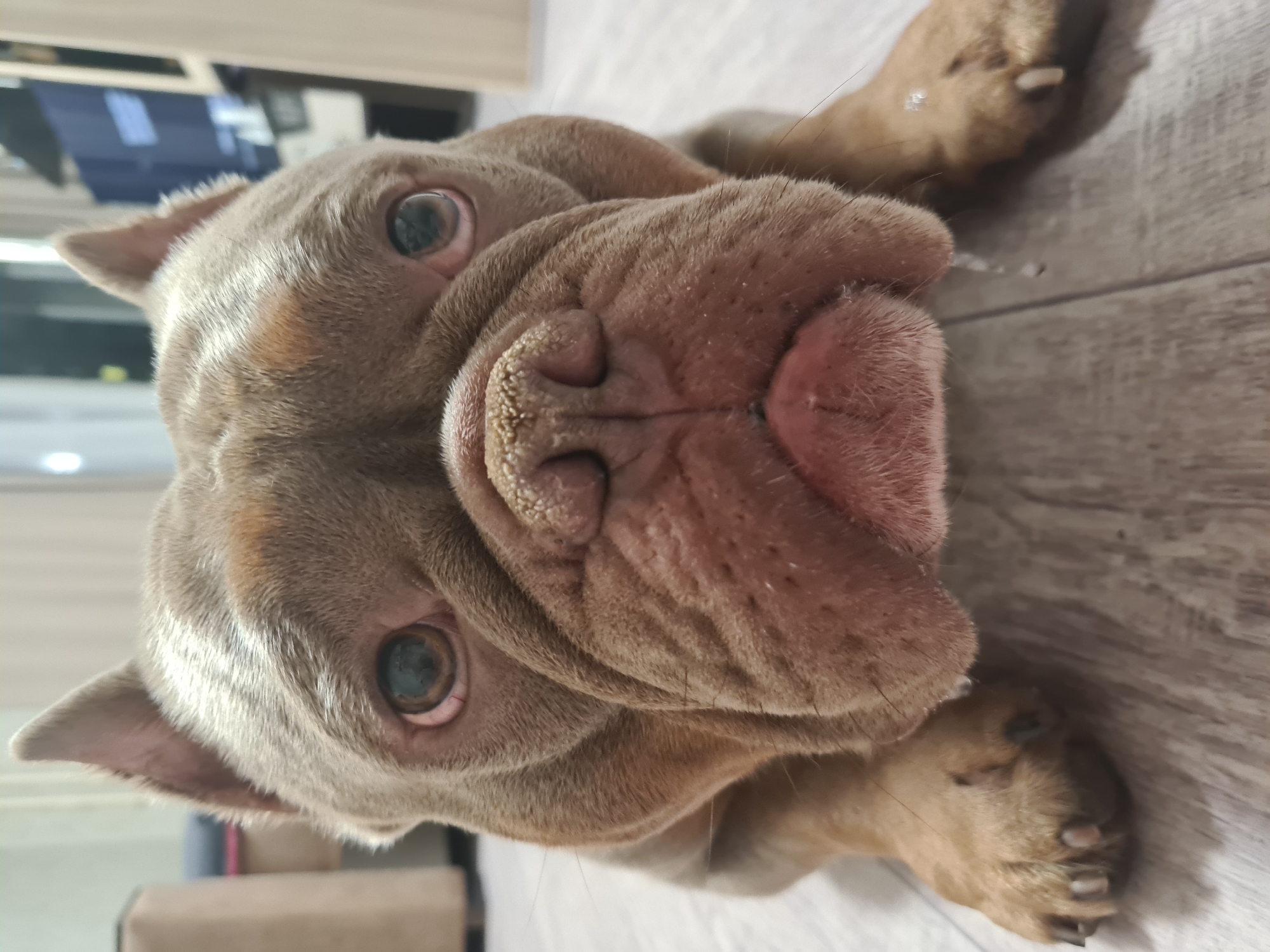 The image shows a close-up, low-angle shot of a dog's face. The dog appears to be a brindle-colored bully breed, possibly a French Bulldog or similar, with short fur and prominent facial wrinkles. Its eyes are wide and alert, and its nose is a dark, wet pink. The dog's ears are small and triangular. The dog is lying on a light-colored wooden floor, and its paws are visible in the foreground and background. The lighting suggests it is daytime, but no specific weather conditions can be determined. The background is out of focus, showing glimpses of furniture and what appears to be an indoor setting. The dog's expression is neutral. There is no visible text in the image.
