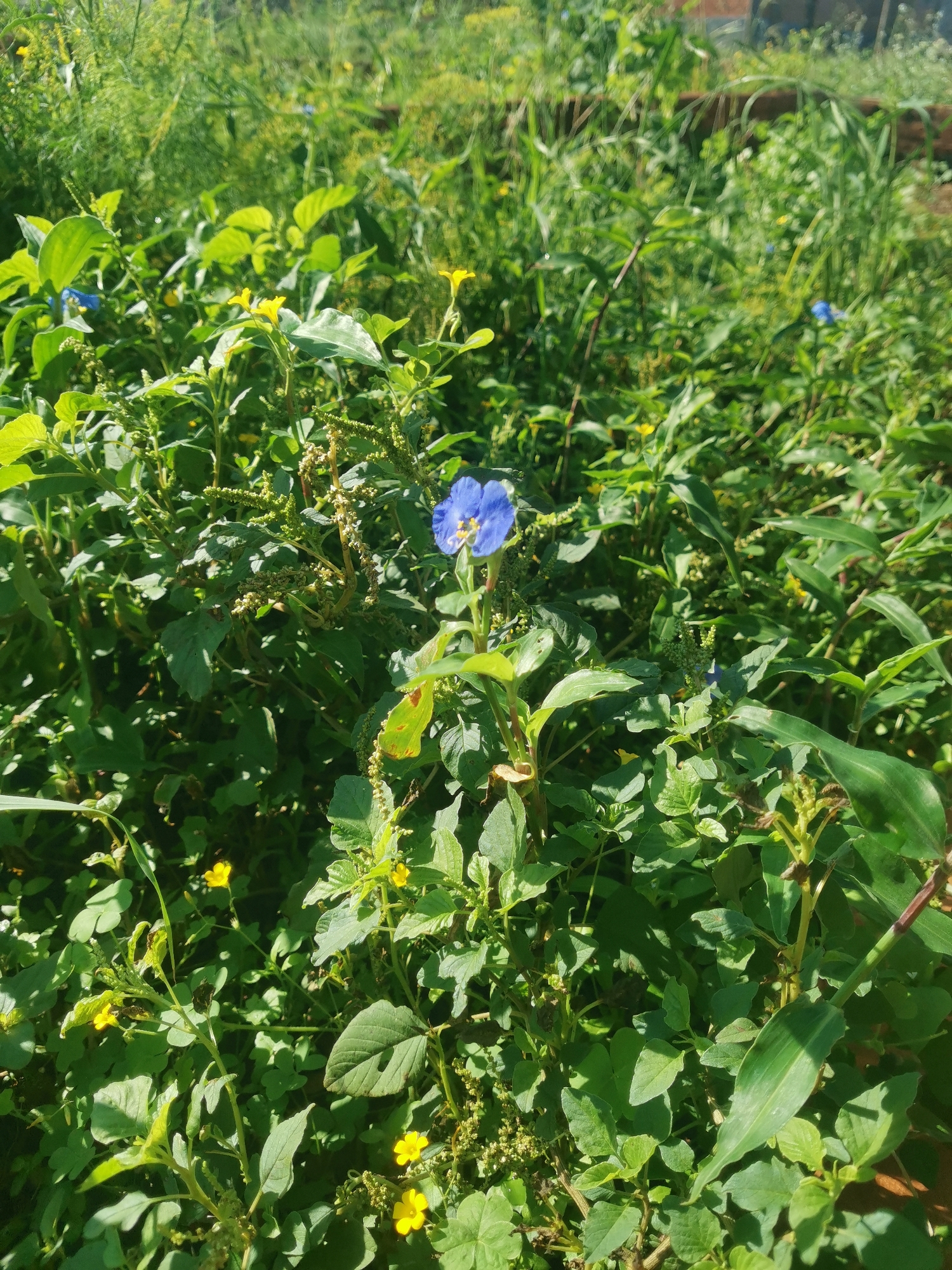 A close-up, natural light photograph captures a cluster of vibrant green foliage in an outdoor setting, likely a garden or undeveloped area. Dominating the center of the frame is a single, delicate blue flower with yellow accents, its petals slightly unfurled. Smaller, bright yellow flowers are scattered throughout the scene, adding pops of color to the predominantly green landscape. The leaves are varied in shape and size, with some appearing smooth and broad, while others are smaller and more elongated. The background is a dense blur of more greenery, suggesting a natural or overgrown environment. The overall impression is one of lush, untamed nature bathed in sunlight. This scene is located in the city of Obligado, Paraguay.