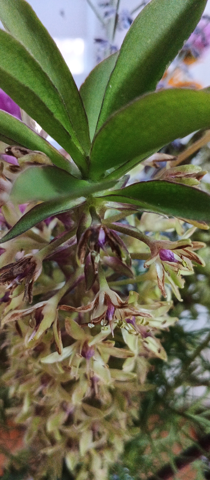 A close-up, vertical shot shows the underside of a plant with multiple green leaves arching upwards. Below the leaves, a cluster of small, delicate flowers is visible. The flowers have light green to pale yellow petals, some with purplish centers and brown, dried-out tips. The stamens are thin and white. The background is blurred, suggesting an indoor setting with hints of light blue and floral patterns. The plant appears to be an orchid or a similar species. The image does not contain any information about the city of Smila, Ukraine.