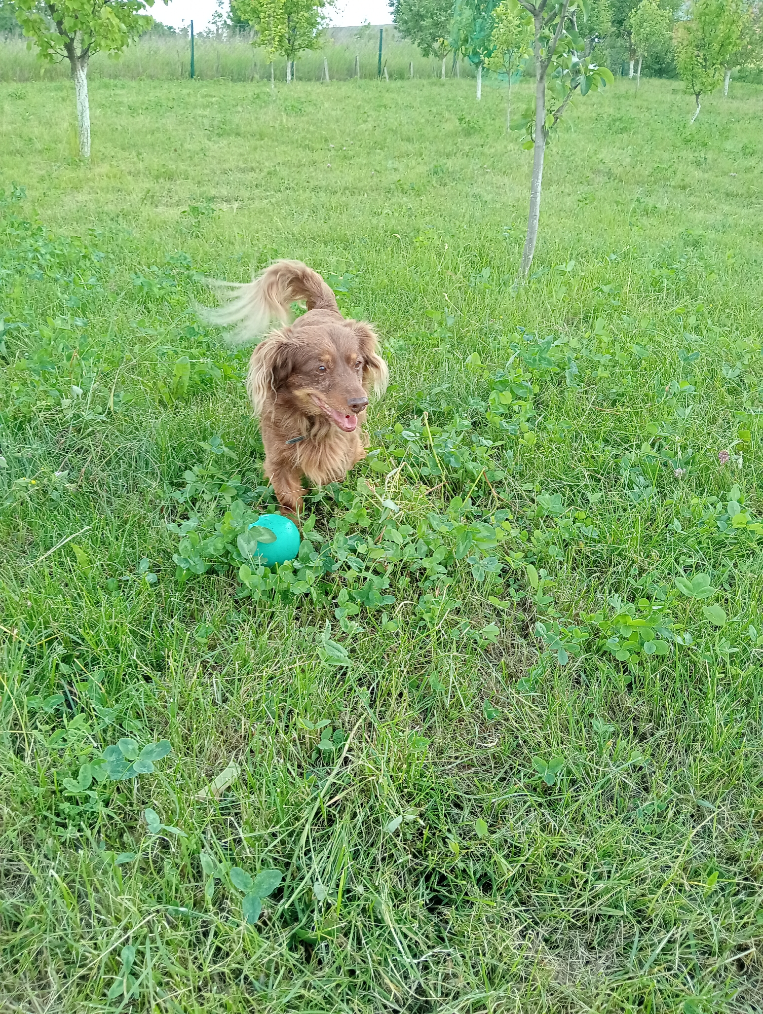 This image depicts an outdoor scene in Babyn, Ukraine, featuring a long-haired, reddish-brown dog in a grassy area. The dog, consistent with a long-haired dachshund or similar breed, stands in the mid-ground, facing towards the right with its mouth slightly open, revealing its tongue. Its tail is blurred from motion, indicating wagging. A teal-colored ball rests in the tall, green grass directly in front of and slightly to the left of the dog's front paws.
The ground cover consists of dense, unevenly cut green grass interspersed with various broad-leafed plants, including clover. In the background, several young trees with slender, light-colored trunks and green foliage are sparsely distributed across a larger expanse of grass. A distant fence line with visible posts runs horizontally across the upper mid-ground, partially obscured by the trees and vegetation. The lighting suggests an overcast or hazy daytime condition, providing soft, diffused illumination without harsh shadows. The overall environment is a rural or semi-rural open field or backyard.