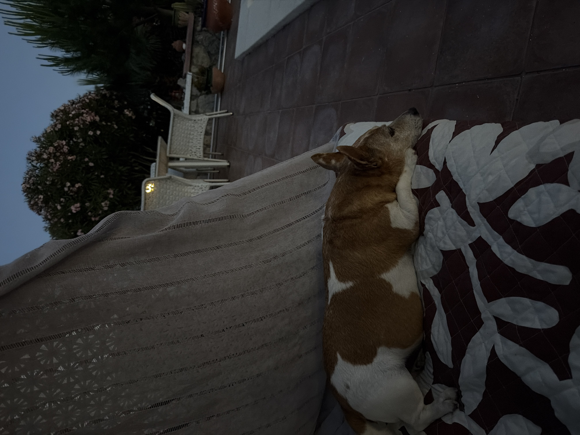 The image captures a serene outdoor scene, likely taken in Mont-roig del Camp, Spain, given the vegetation and architecture. The dominant subject is a small, short-haired dog lying comfortably on a patterned cushion. The dog's fur is a mix of brown and white. It's relaxed, resting its head on the cushion with its legs extended. The cushion has a quilted pattern of maroon and white. The dog is placed on what appears to be outdoor furniture covered with a beige open-weave fabric. Behind the furniture, there are woven white chairs and a tiled patio. In the background, there is lush greenery, including trees and flowering bushes, suggesting a garden setting. The sky is a dusky blue, indicating that it is late evening or early morning. The overall lighting is dim.