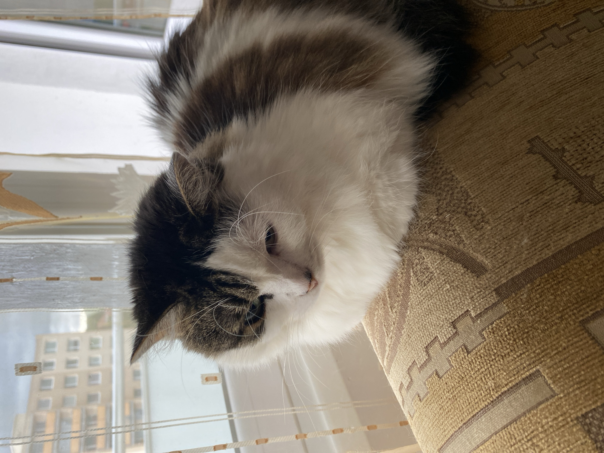 A fluffy, long-haired cat with brown and white markings is sitting on a patterned, tan-colored sofa. The cat is facing left, with its eyes partially closed, and its head is bowed. The background shows a window with blinds and a glimpse of buildings outside, indicating an urban setting. The scene is indoors, likely in a residential apartment in Bílina, Czechia, given the architectural style of the buildings visible through the window.