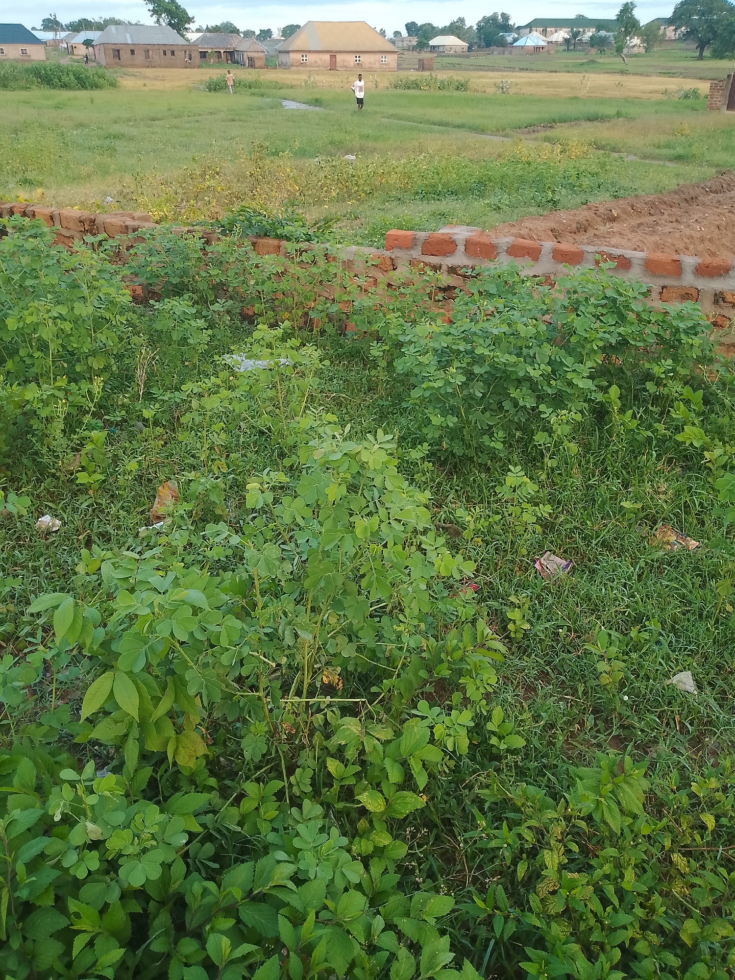 A medium shot captures an outdoor scene in Jauro Yinu, Nigeria, featuring a partially constructed brick wall in the foreground, overgrown with lush green foliage and some scattered debris. Beyond the wall, a vast, uneven grassy field stretches towards a cluster of buildings in the distance. Two individuals are visible in the field; one, wearing a white t-shirt and dark shorts, stands facing away from the camera, while another, in a light-colored shirt and dark shorts, walks away from the viewer. The sky above is overcast with a pale, diffused light. The environment suggests a rural or semi-developed area with ongoing construction and a significant amount of uncultivated land.
