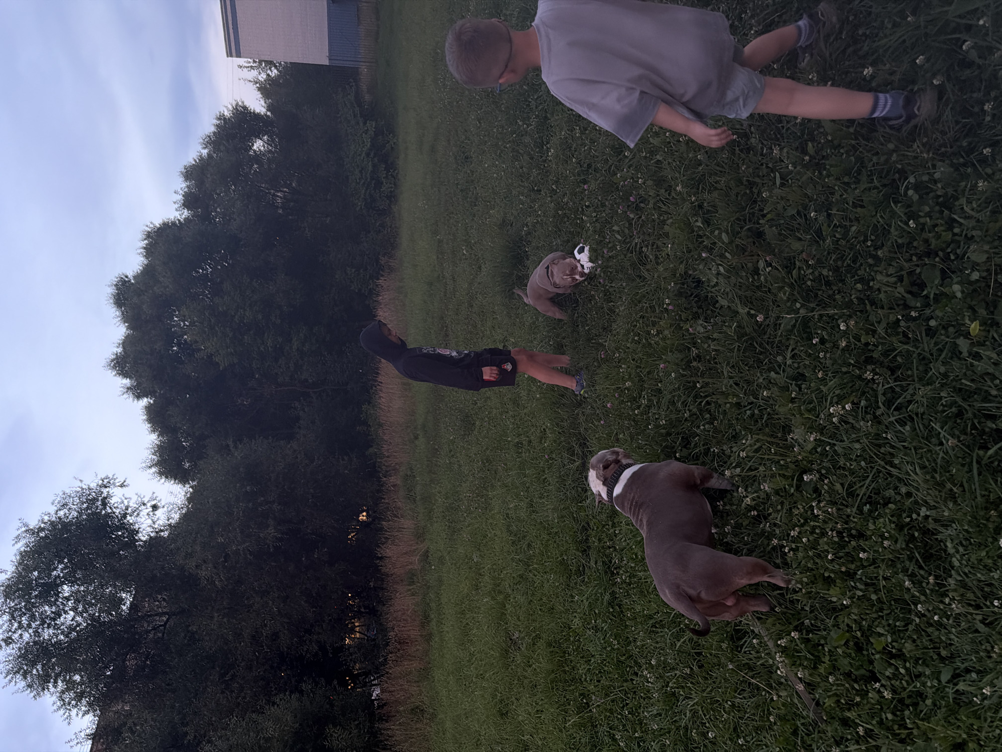 The image depicts a grassy field with two children and two dogs. The environment is predominantly green with tall trees forming a dense backdrop. The sky is overcast, suggesting either early morning or late evening. In the foreground, a gray and white dog is standing, facing away from the viewer. To its left, another dog, appearing to be a similar breed, is playing with a white and black ball. One child, wearing a black hooded sweatshirt and shorts, is standing to the left of the frame, observing the dogs. Another child, seen from the back wearing a gray t-shirt and shorts, is standing to the right, also watching the scene. A building with blue and white paneling is visible in the far right background. The overall scene suggests a casual outdoor activity in a suburban or semi-rural setting.