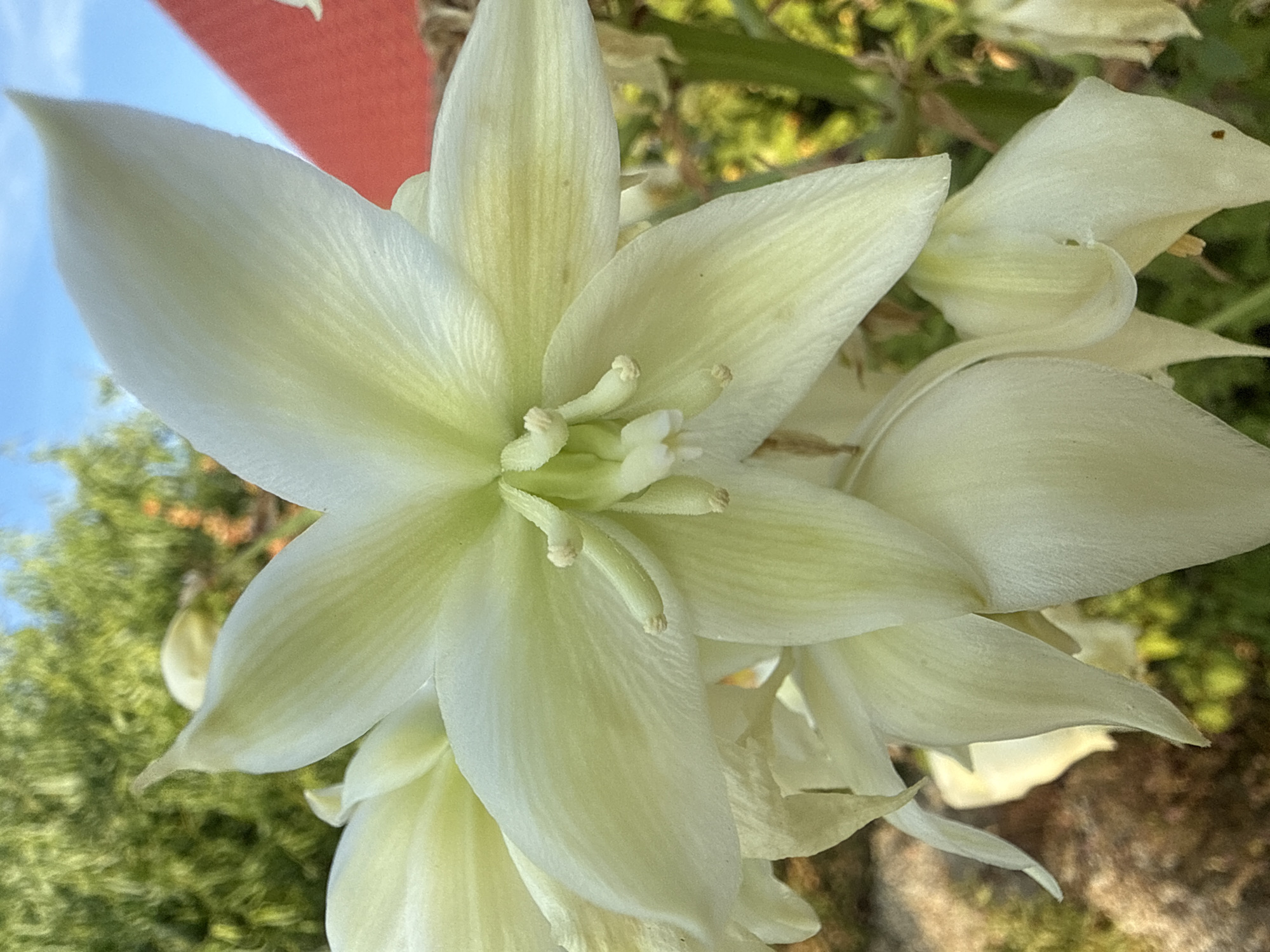 A close-up, eye-level shot focuses on a cluster of creamy white Yucca flowers, with a light green hue near their centers. The petals are broad and pointed, with delicate veins visible. In the foreground, the flowers dominate the frame, with some petals slightly curled. In the background, out-of-focus foliage in shades of green and yellow suggests a garden setting. Above the foliage, a clear blue sky is visible. To the right, a portion of a bright red object, possibly a building or a sign, is partially visible. The image was taken outdoors during the daytime. There is no information to suggest this photo was taken in the city of Bad Salzschlirf, Germany.