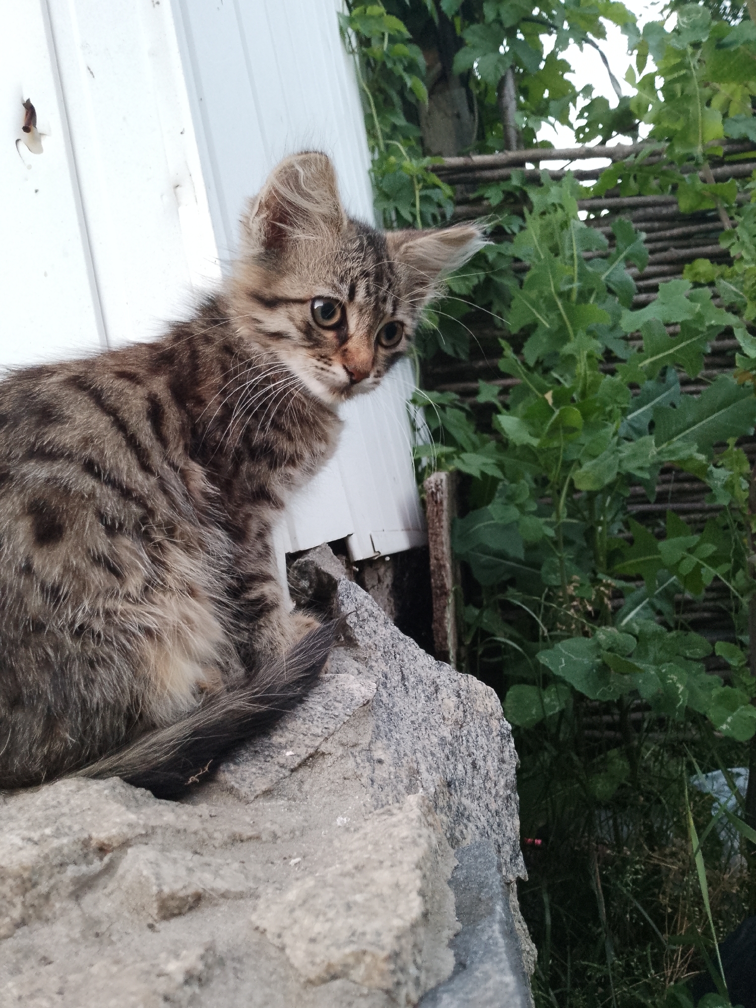 A tabby kitten is sitting on a large, grey rock. The kitten is facing left and looking down and to the right with large, curious eyes. Its fur is a mix of brown, black, and tan, with distinctive stripes. Its ears are perked up, and its tail is curled around its body. Behind the kitten, a white wall is visible, with some dark marks and a small hole. To the right of the wall, there is a rustic fence made of thin branches, and behind that, lush green foliage and plants are growing. The lighting suggests it could be daytime, perhaps late afternoon, given the shadows and overall illumination. The scene appears to be outdoors, possibly in a backyard or garden setting, with a slightly overgrown and natural feel. The kitten's posture and gaze suggest it is alert and observing something of interest in its surroundings.