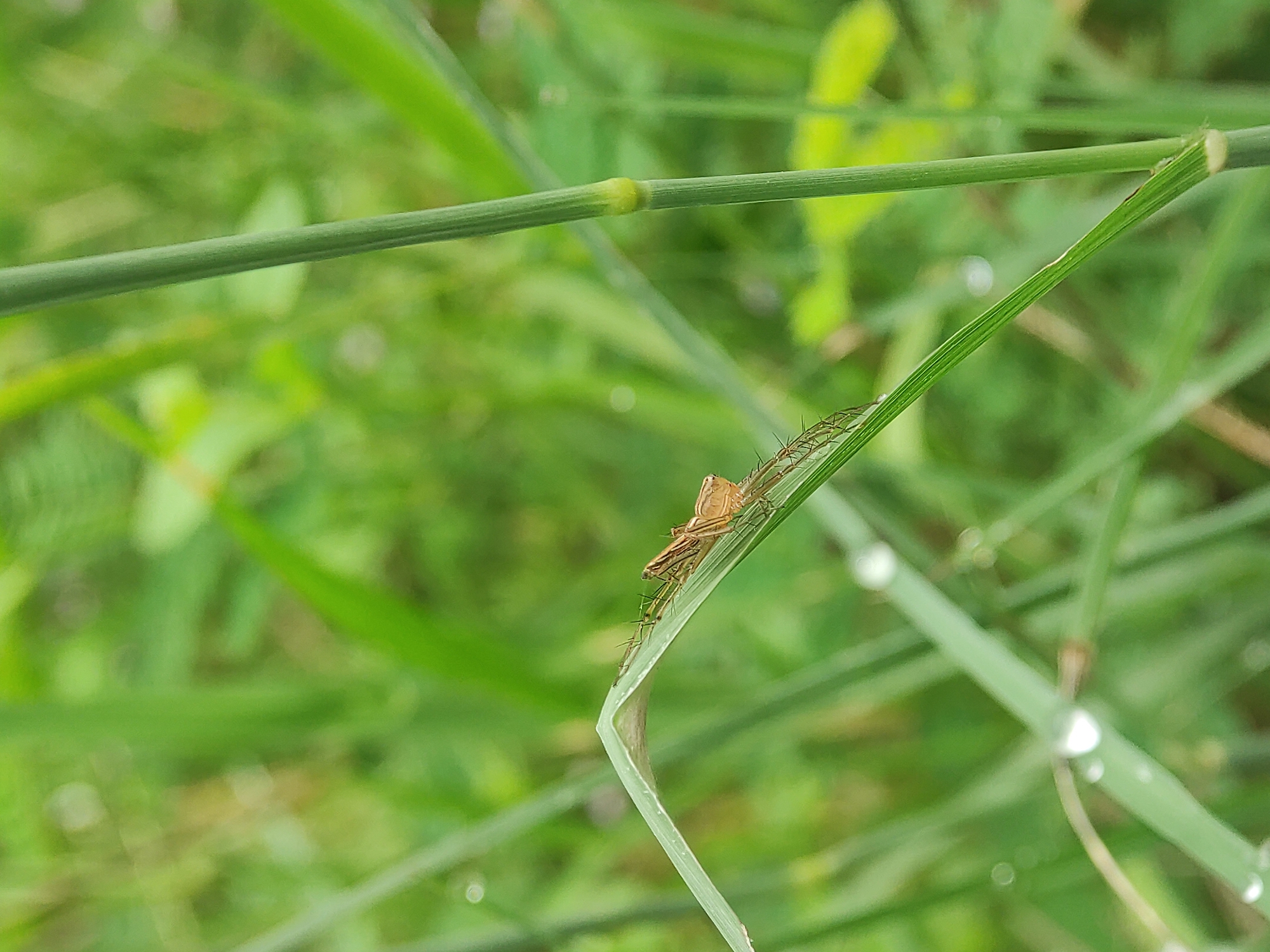 A light brown spider rests on a slender green grass blade in a grassy area. The background consists of a blurred expanse of green vegetation. Water droplets cling to some of the grass blades. The image was taken in Lhokseumawe, Indonesia.