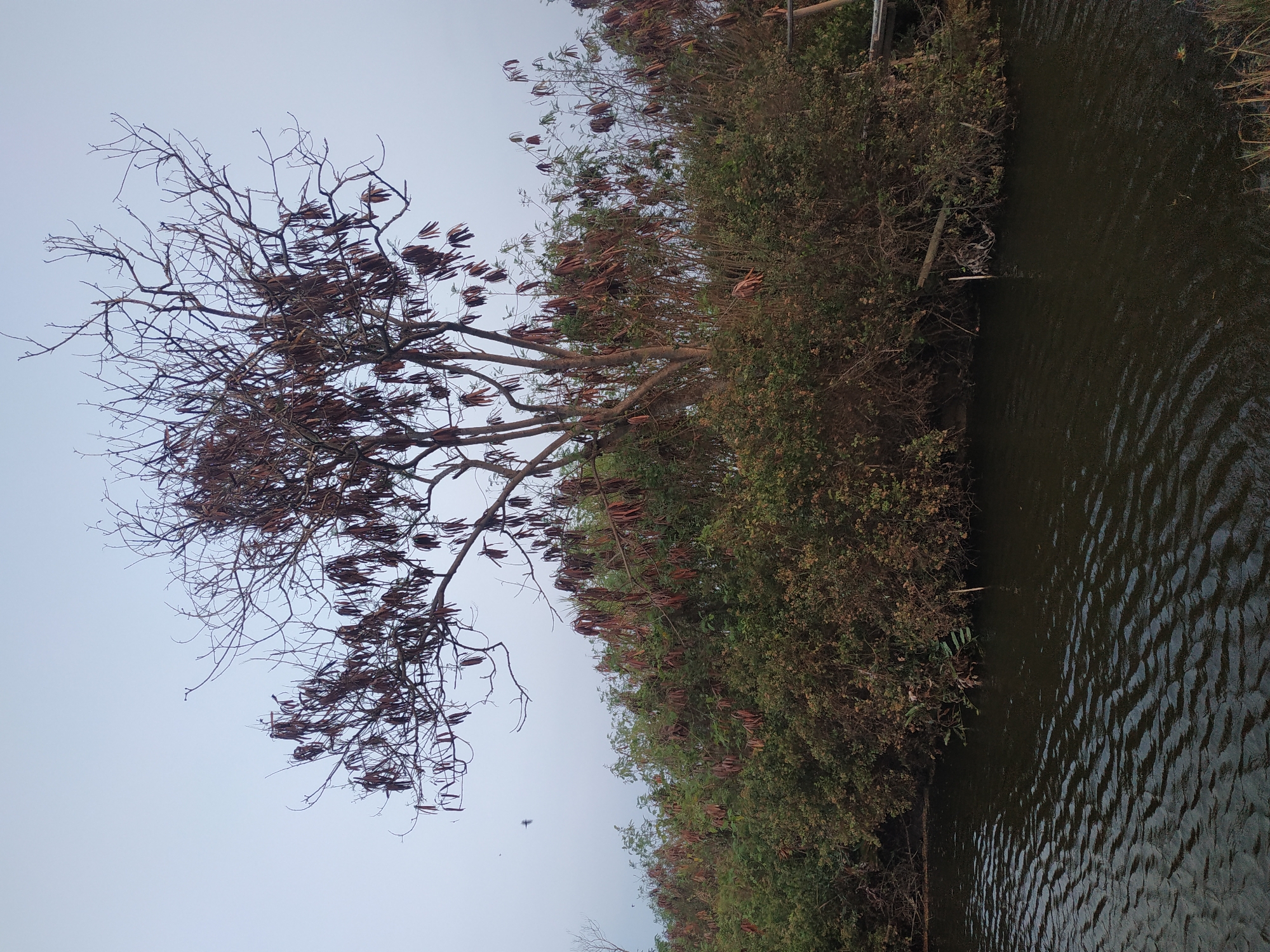 The image depicts a natural landscape beside a body of dark water. A large, bare tree with numerous seed pods hangs from its branches stands prominently in the center. Surrounding the tree is dense green foliage. The sky is overcast and pale. The scene appears to be an outdoor environment, likely a natural reserve or a less developed area within or on the outskirts of Karawang, Indonesia, given the presence of lush vegetation and a water body. No people or specific structures are visible, suggesting a tranquil, undeveloped setting.