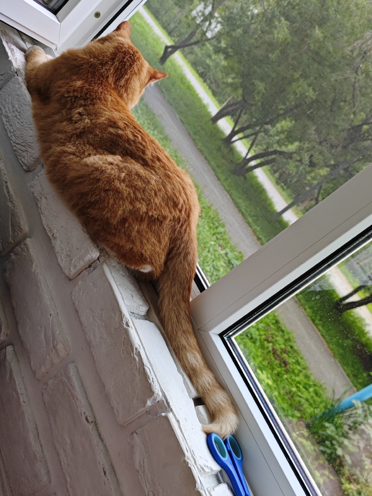 An orange tabby cat is perched on a white brick windowsill, looking out through a screen window at a park with trees and grass. A pair of blue-handled scissors rests on the windowsill near the cat's tail. The scene appears to be outdoors, with greenery visible through the screen. The image is taken from a high angle, looking down at the cat and the windowsill.