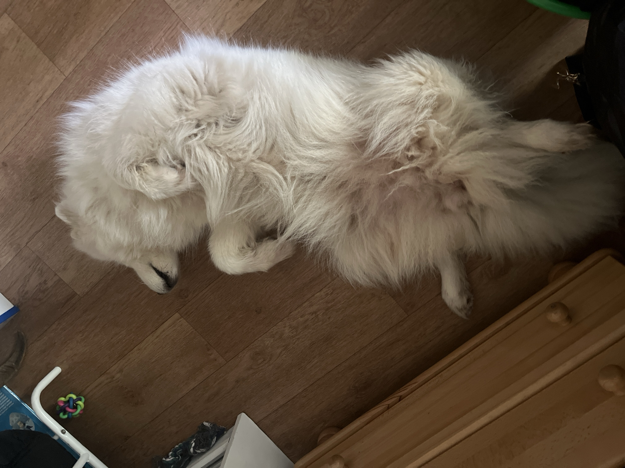 A fluffy white dog is lying on its back on a wooden floor, with its legs curled up. The dog's eyes are closed and its mouth is slightly open. There is a colorful toy ball and a dog toy on the floor near the dog's head. To the left of the dog, there is a wooden dresser. The lighting is dim, suggesting it is indoors.