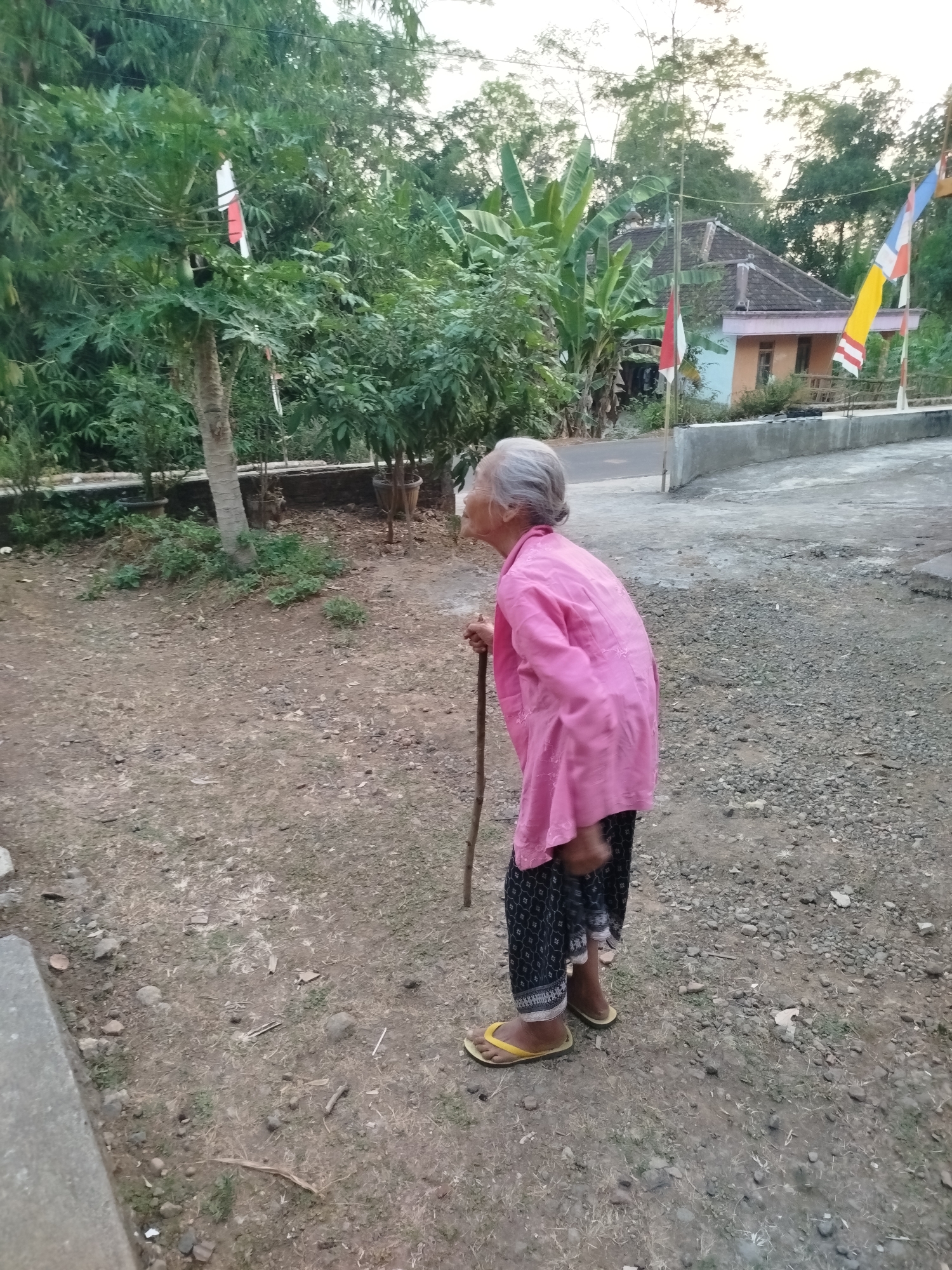 An elderly woman with gray hair, wearing a pink shirt and a dark patterned skirt, stands outdoors holding a wooden walking stick. She is facing away from the camera, looking towards the left. The ground around her is a mix of dirt, gravel, and sparse vegetation. In the background, there are trees, some with flags attached, and a small building with a tiled roof. The environment appears to be a rural area in Mojogedang, Indonesia, possibly a yard or a pathway leading to a home. The lighting suggests it is either early morning or late afternoon.