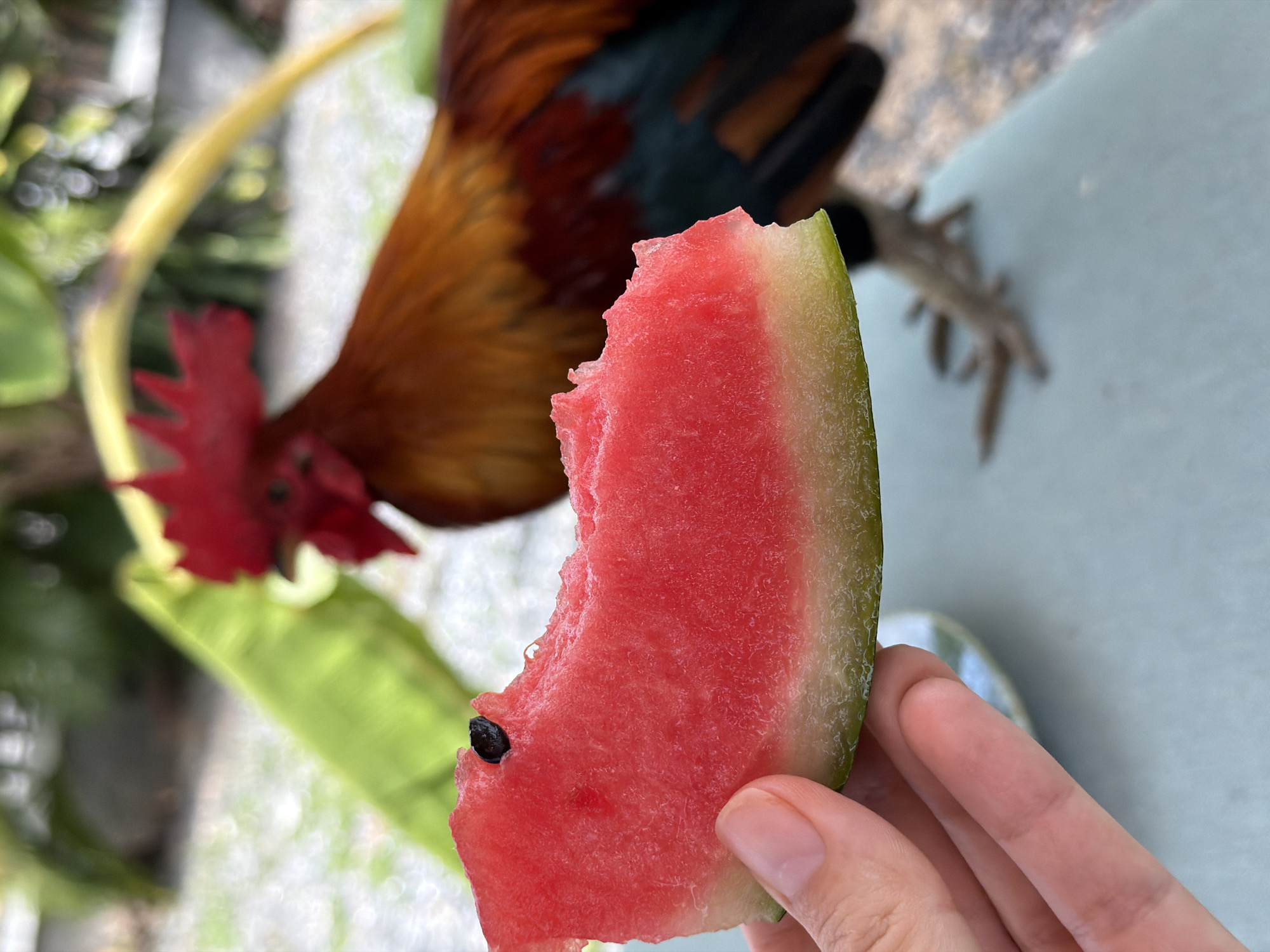 In Baan Bo Phut, Thailand, a close-up shot captures a hand holding a slice of watermelon, its vibrant red flesh speckled with a single black seed. The watermelon's rind transitions from green to white. In the background, slightly out of focus, a rooster with bright red comb and iridescent brown, black, and blue plumage stands on a light blue surface, its scaly legs visible. The setting appears to be outdoors, with blurred green foliage and yellow fronds suggesting a tropical environment.