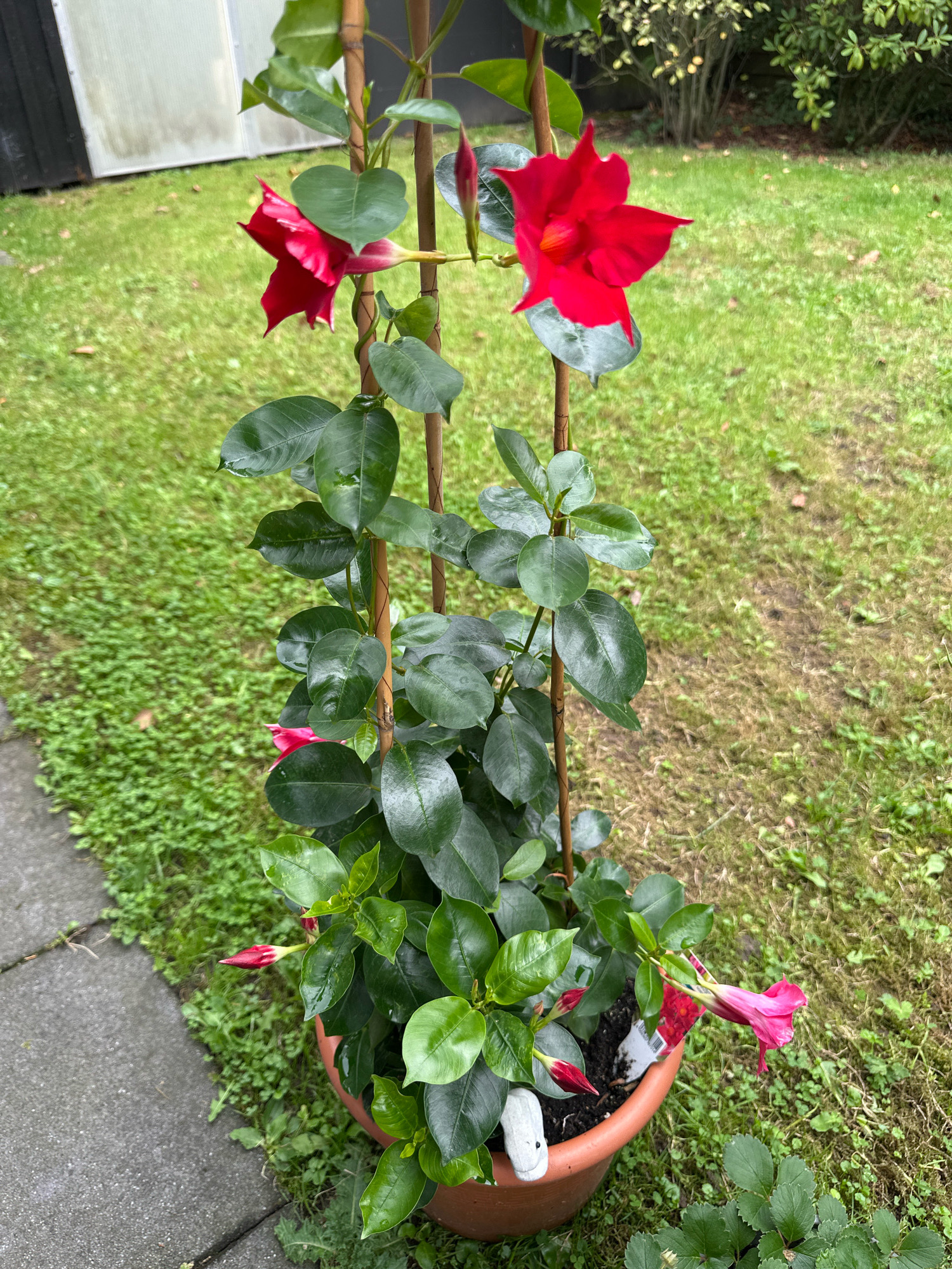 A potted plant with vibrant red flowers, identified as a Dipladenia, is positioned outdoors on a paved walkway next to a grassy area. The plant, supported by bamboo stakes, displays numerous dark green leaves and several red blossoms, some fully open and others in bud. A pinkish flower is also visible, suggesting a variation or different stage of bloom. The background consists of a lawn and hints of other greenery, indicative of a garden or outdoor residential setting. A portion of a white, shed-like structure is visible on the far left of the image. The lighting suggests it is daytime. The scene appears to be located in Krefeld, Germany, likely in a residential backyard or garden.