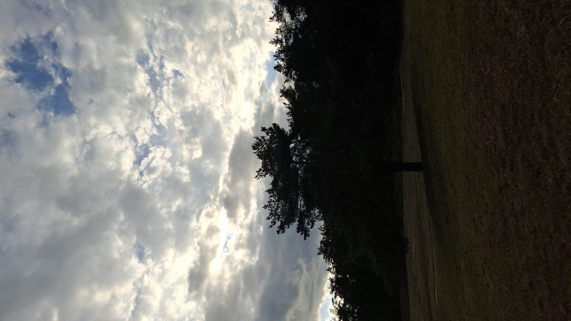 The image displays an outdoor landscape scene, characterized by a dominant cloudy sky and silhouetted arboreal elements. The upper two-thirds of the frame are occupied by an expansive, textured cloud cover, consisting of stratocumulus and altocumulus formations. These clouds exhibit variations in grey, white, and light yellow hues, indicating areas where sunlight filters through from behind. Multiple distinct patches of deep blue sky are visible through breaks in the cloud layer, notably in the upper right and scattered across the upper center. The overall lighting suggests strong backlighting, creating a silhouetted effect for the terrestrial features.
The lower third of the image depicts a broad, gently sloping expanse of dry, yellowish-green grassland, consistent with a field or meadow. In the mid-ground, a singular, prominent conifer tree, likely a pine, stands centrally, its form rendered in deep silhouette against the brighter background. Immediately behind this individual tree, a dense, dark line of conifer forest stretches horizontally across the mid-plane of the image, also appearing in full silhouette. No human figures, animals, or man-made structures are discernible within the visible area. The scene is consistent with a natural or semi-natural parkland environment on the periphery of a forest, located within the city of Tolyatti, Russia.
