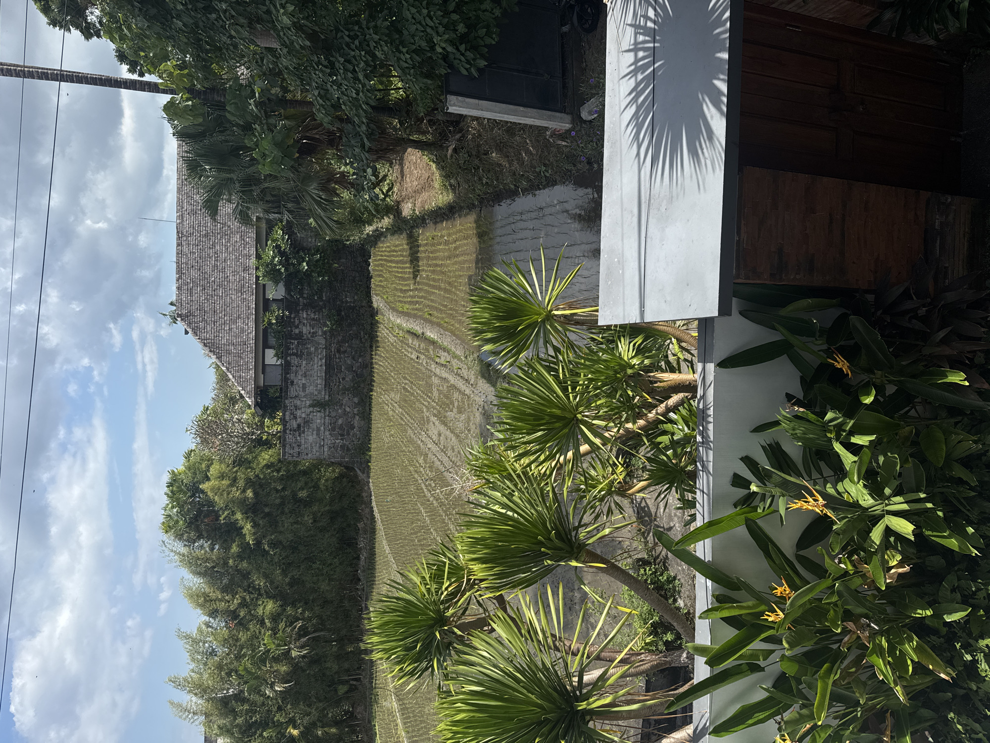 This is an eye-level, outdoor, full shot of a rice paddy field in the foreground, with lush greenery and a building in the background. The rice paddy is flooded and appears to be freshly planted, with rows of young rice seedlings visible. Several large, spiky green plants are in the immediate foreground, obscuring a portion of the paddy. Behind the paddy is a stone wall, a large building with a tiled roof, and dense vegetation, including palm trees and bamboo. The sky is partly cloudy with a bright sun. The scene appears to be in a rural or semi-rural area.