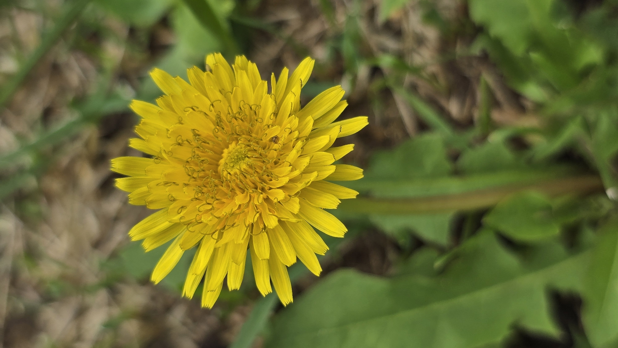 The image shows a close-up, top-down view of a single yellow dandelion flower in bloom. The flower is in focus, with its numerous yellow petals radiating outwards from a central disc. The background is blurred, showing green leaves and brown soil, suggesting an outdoor setting, possibly a park or garden. There is no indication of the location being Moscow, Russia. No people, actions, or interactions are depicted.