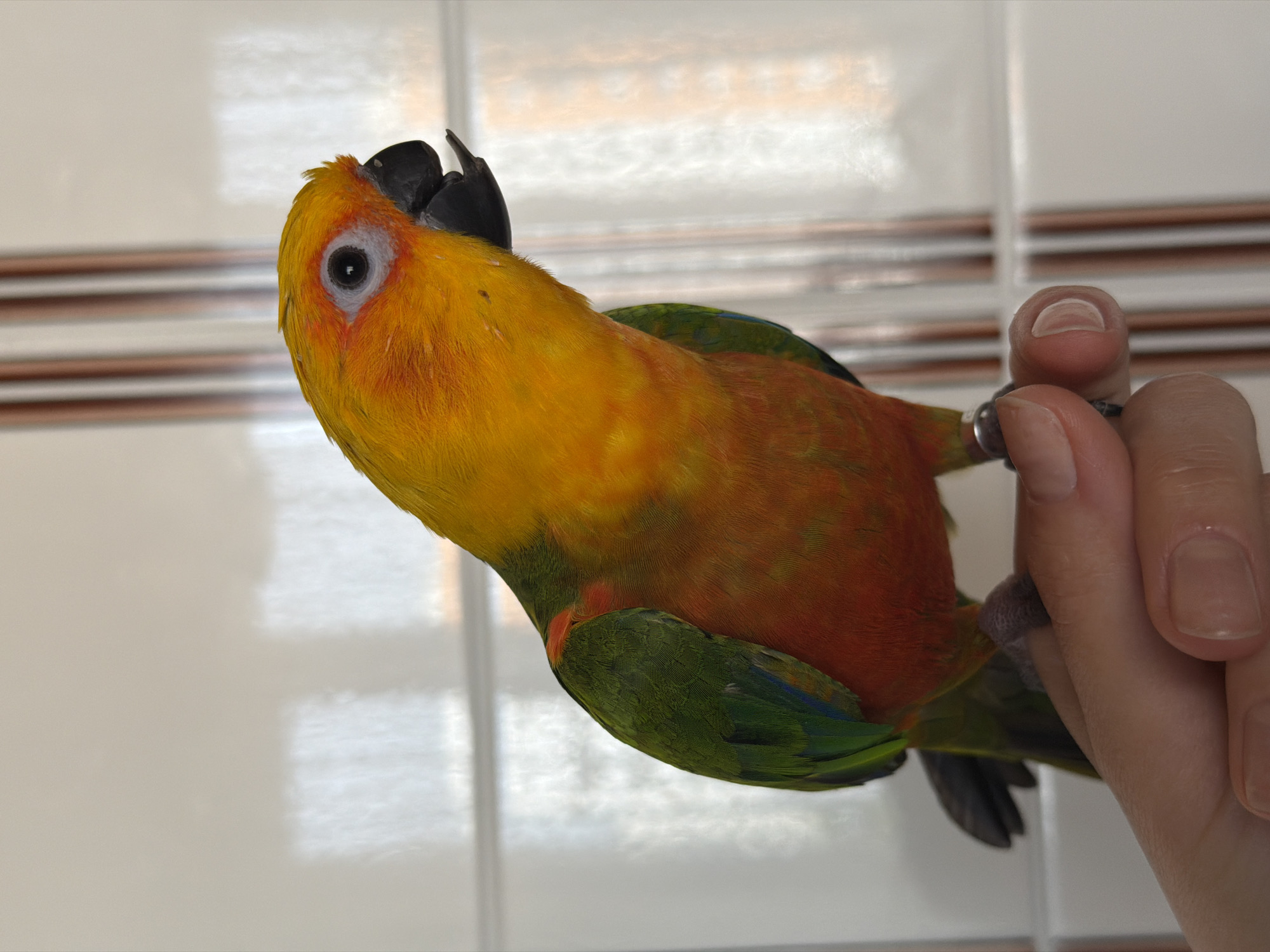 A close-up shot captures a colorful Sun Conure parrot perched on a person's fingers. The parrot has predominantly orange and yellow plumage with green wings and tail feathers, and a black beak. A silver ring is visible on the parrot's leg. The person's hand is pale, and their fingernails are neatly trimmed. The background consists of a tiled wall with alternating white and light brown horizontal stripes. There is no clear indication of the location being Khimki, Russia, as there are no distinguishing landmarks or indicators to suggest this.