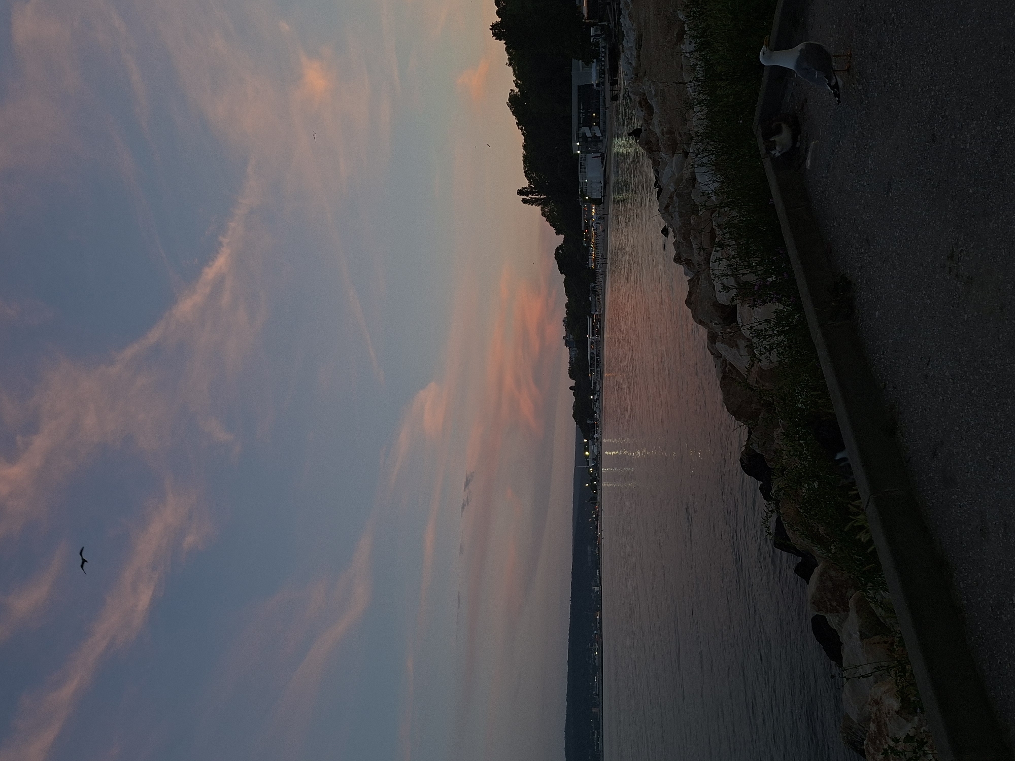 The image depicts a tranquil sunset scene at the Varna Sea Garden in Varna, Bulgaria. The sky is a canvas of soft pink and blue hues, streaked with wispy clouds. In the foreground, a paved pathway runs alongside a rocky shoreline bordering a calm body of water. A single seagull stands alert on the pathway, its white and gray plumage contrasting with the dark ground. Further back, near the water's edge, a cat is partially visible, its fur dark. The water reflects the muted colors of the sky and the lights from buildings along the distant coastline. Dense green trees form a backdrop on the horizon, with more structures and lights scattered along the shore, suggesting a developed area within the park. The overall atmosphere is serene and peaceful, capturing the quiet beauty of the seaside at dusk.