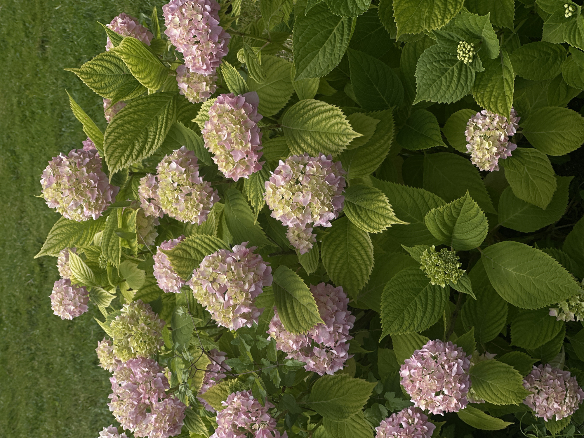 The image shows a close-up of a hydrangea bush with clusters of pink and green flowers, along with lush green leaves. The background is a blurred green lawn. There are no people or specific landmarks visible that would indicate a location within Sofia, Bulgaria. The scene is entirely focused on the plant life.