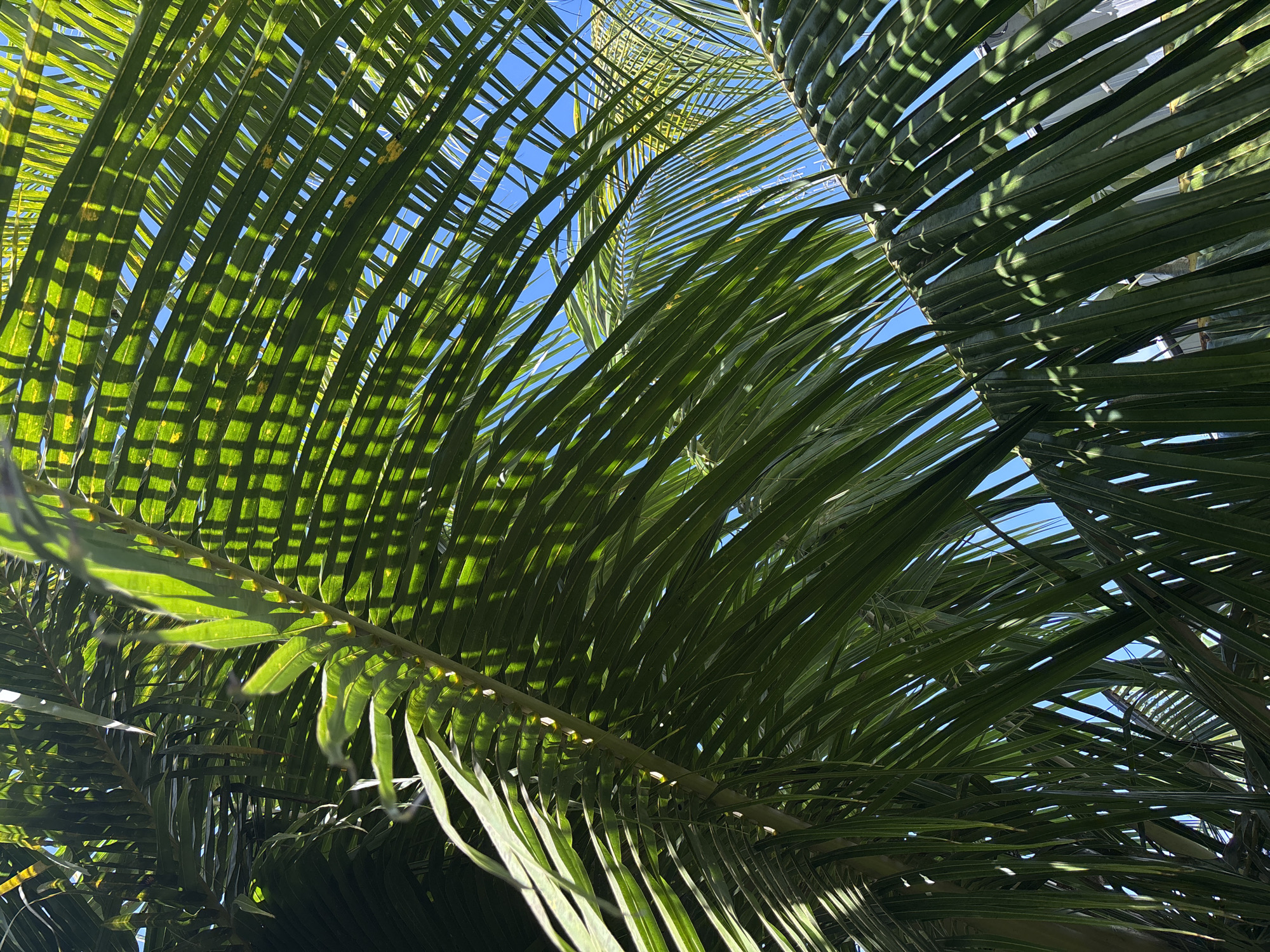 This is a close-up, low-angle shot of lush green palm fronds against a bright blue sky. The fronds are dense and overlapping, casting intricate shadows on each other, creating a dappled pattern of light and dark. The sun is shining brightly, filtering through the leaves and highlighting their vibrant green color. In some areas, the fronds are illuminated, showing their fine, linear texture. In others, they are cast in deep shadow, obscuring details. The overall impression is one of tropical abundance and natural beauty. The image likely was taken in Kuta Selatan, Indonesia, known for its palm-lined beaches and tropical climate. There are no people or specific objects visible in the frame, focusing entirely on the natural elements of the palm trees and the sky.