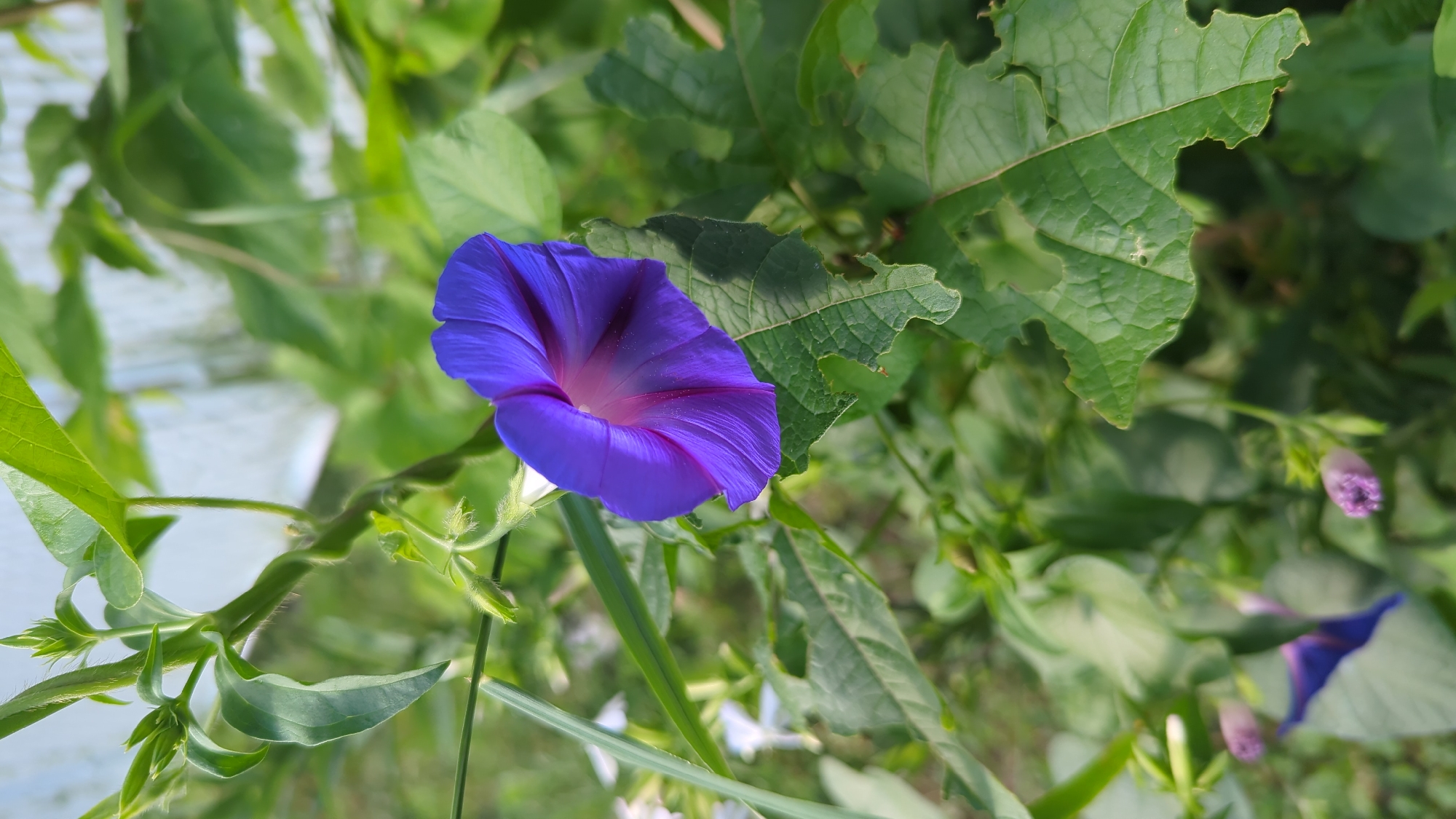 A close-up, vertical, outdoor shot captures a single, vibrant purple morning glory flower in full bloom. The flower's trumpet shape is clearly defined, with deep blue-purple petals that transition to a lighter pinkish hue towards the center. The petals exhibit distinct lines, indicating their structure. The flower is surrounded by lush green foliage, with some leaves showing minor damage, such as ragged edges and small holes. The background is a soft blur of green and hints of a pale, possibly white or light blue structure, suggesting an outdoor garden or natural setting. Several unopened purple buds are visible in the lower left and lower right portions of the frame, indicating ongoing blooming. The lighting suggests a bright, possibly sunny day, casting soft shadows. The image does not contain any people or specific identifiable landmarks that would place it within Montreal, Canada.