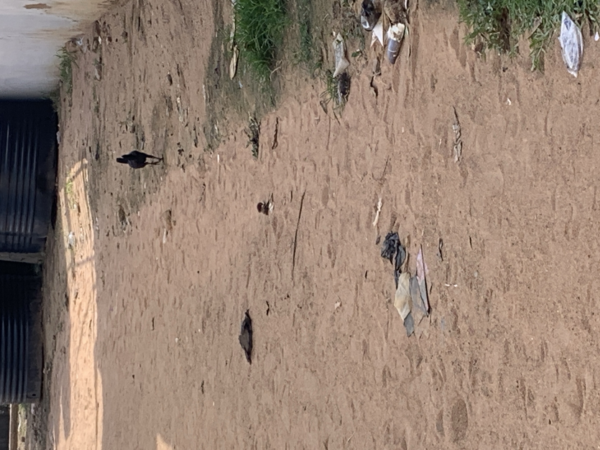 A black chicken is walking on a dirt path in an outdoor urban setting. The path is lined with grass and debris on the right side. In the background, there are large black water tanks. The ground is sandy with scattered small stones and some discarded items including plastic bottles and fabric.