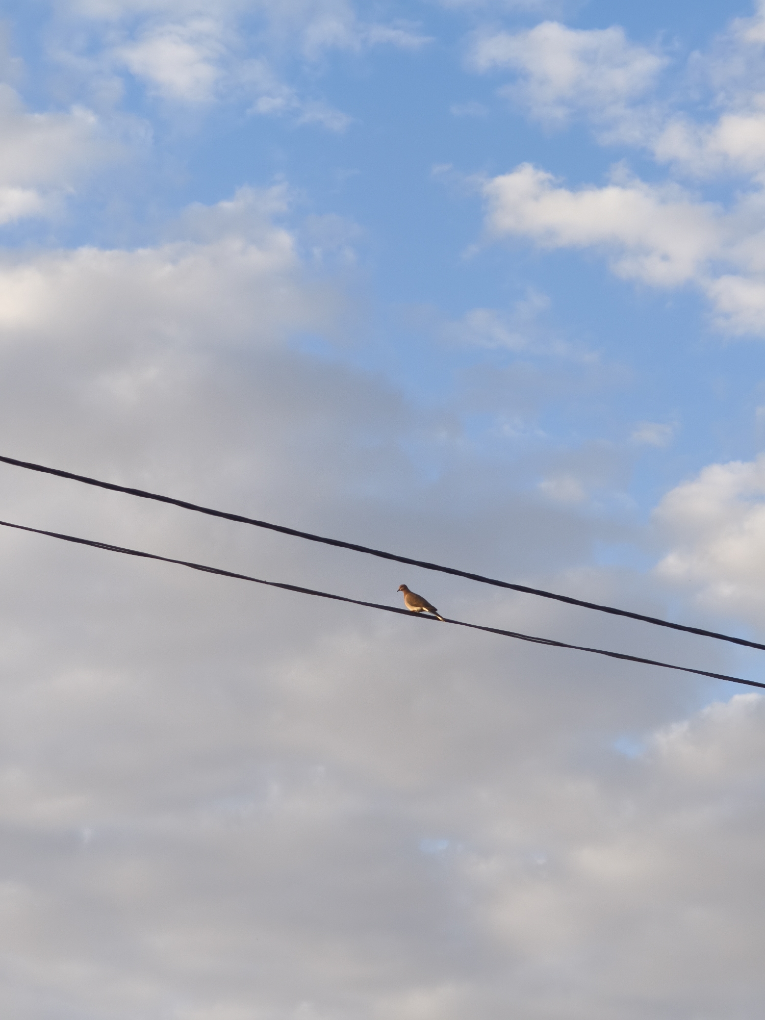 The image depicts a serene outdoor scene centered on a solitary bird perched on utility lines against a partly cloudy sky. A small, light brown bird, possibly a dove or pigeon, is the main subject, positioned on the lower of two thick, dark power lines that stretch horizontally across the mid-ground of the frame. The bird faces left, appearing still and contemplative.
The sky above and around the lines is a blend of soft blue and white to light grey clouds. Patches of clear, pale blue sky are visible, particularly in the upper sections, contrasting with the more extensive, wispy cloud cover that dominates the central and lower portions of the background. The lighting suggests it is daytime, possibly early morning or late afternoon, creating a gentle and diffused illumination across the scene.
The two prominent utility wires provide strong horizontal lines, anchoring the composition. The bird is the sole living element and focal point on the wires. No visible text is present in the image. The setting is the Lachish Regional Council, Israel, conveying a sense of quiet observation of nature in an everyday environment.