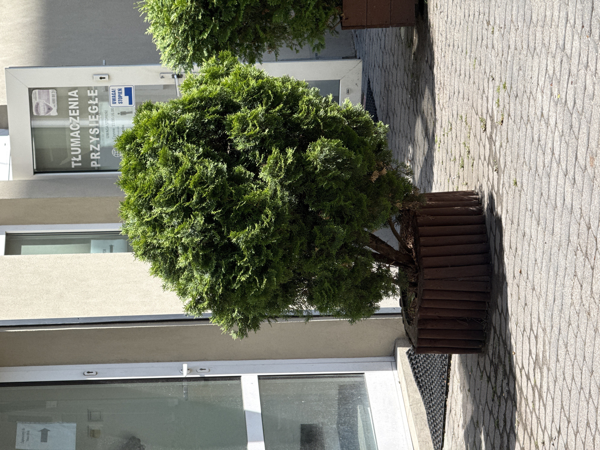A tall, green, spherical shrub is planted in a wooden planter in front of a building. The building has large glass doors, one of which has a sign that reads "TŁUMACZENIA PRZYSIĘGŁE" which translates to "Sworn Translations". There are also signs that say "UWAGA! STOPIEŃ" which translates to "Attention! Step". The shrub is lit by sunlight, casting a shadow on the cobblestone ground. To the right of the shrub, another similar shrub is partially visible.