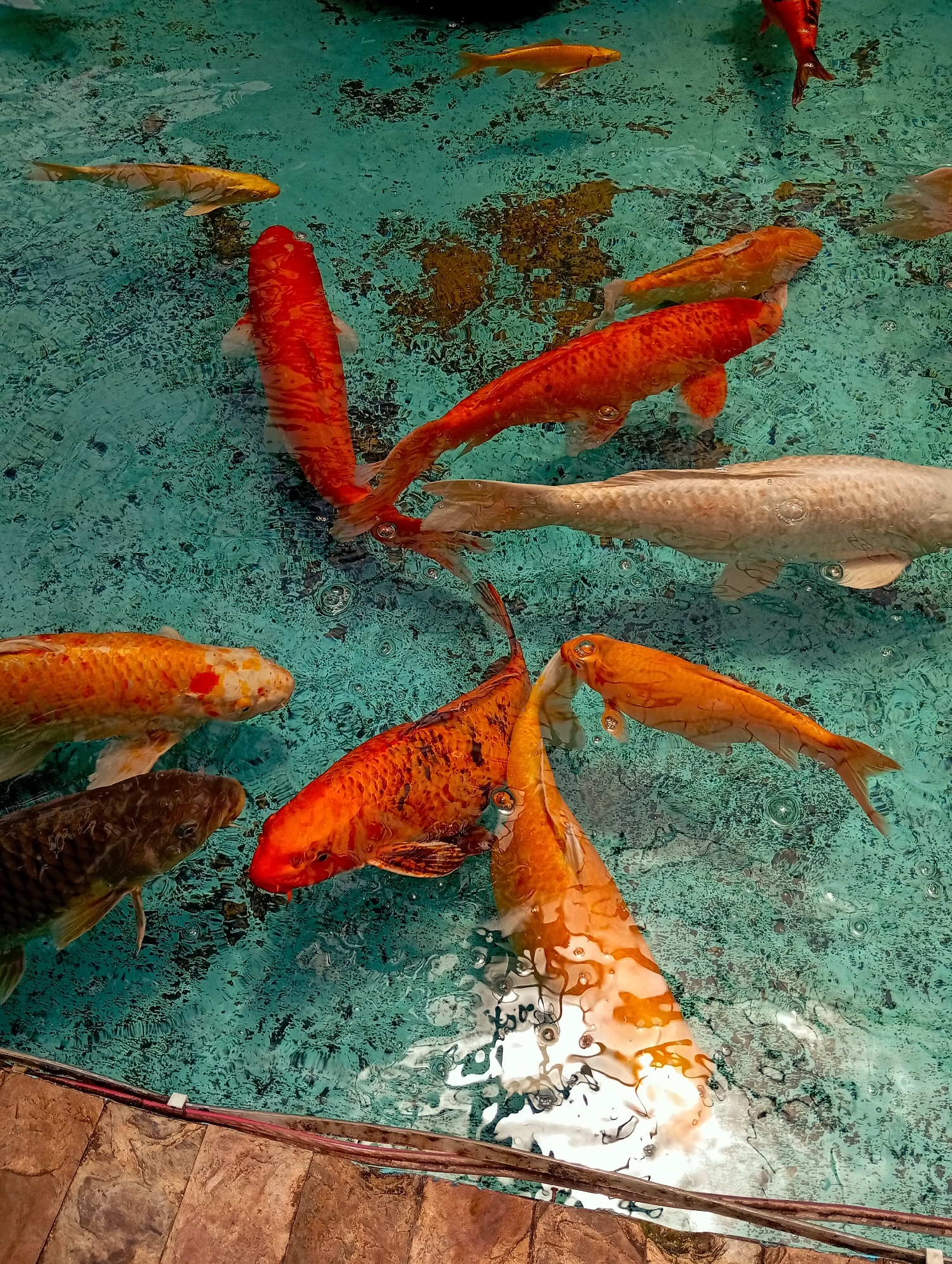 The image shows a collection of Koi fish swimming in a blue-green tiled pond. There are at least 12 Koi fish visible, ranging in color from orange, red, gold, white, and a darker brown. Some of the fish are partially submerged, their tails visible in the water. The pond is bordered by brown tiling. The image was presumably taken in the city of Pampatar, Venezuela. There are air bubbles present in the water, indicative of an aerated environment. The fish appear to be swimming freely and interacting with each other in the water.