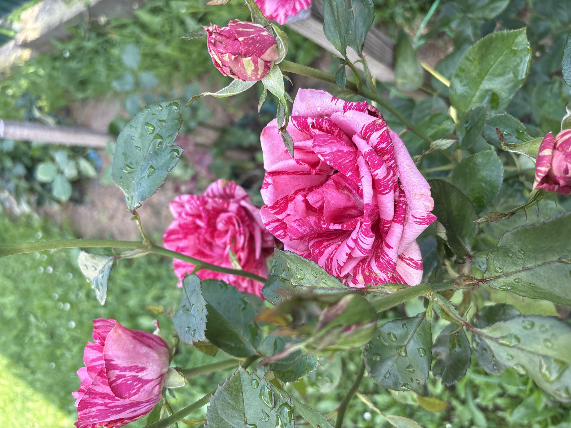 The image shows a close-up of striped pink roses in a garden setting. The roses have petals with bold pink and white stripes. Some of the rose petals are unfurling, revealing the inner layers, while others are still in bud form. Several green leaves are visible, many of which are covered in water droplets, suggesting recent rain or watering. The background is blurred, showing green grass and foliage, and a wooden fence or stake. The lighting suggests an outdoor environment, possibly in daylight. The scene does not contain any people or specific identifiable landmarks within Navahrudak, Belarus, but depicts a natural, cultivated outdoor space.