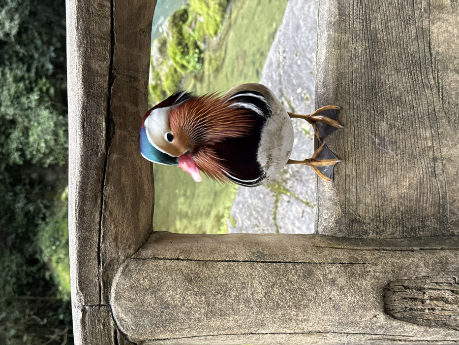 A male Mandarin duck (Aix galericulata) stands centrally on a weathered, simulated-wood railing in a natural scenic area within Wulong District, China. The duck faces slightly right, displaying its distinct plumage: a blue-green crest, a prominent white stripe above the eye, reddish-brown facial feathers, an orange-red bill with a pink tip, and striking orange 'sails' (tertiary feathers) on its back. Its chest is dark purple, flanked by vertical black and white stripes, with a white belly. Its orange-yellow webbed feet are positioned firmly on the horizontal beam of the railing. Through an opening in the railing behind the duck, a clear, light green body of water is visible, bordered by moss-covered rocks. Lush green foliage and trees occupy the distant background, indicating a natural, verdant environment. No other subjects or explicit interactions are present in the frame.