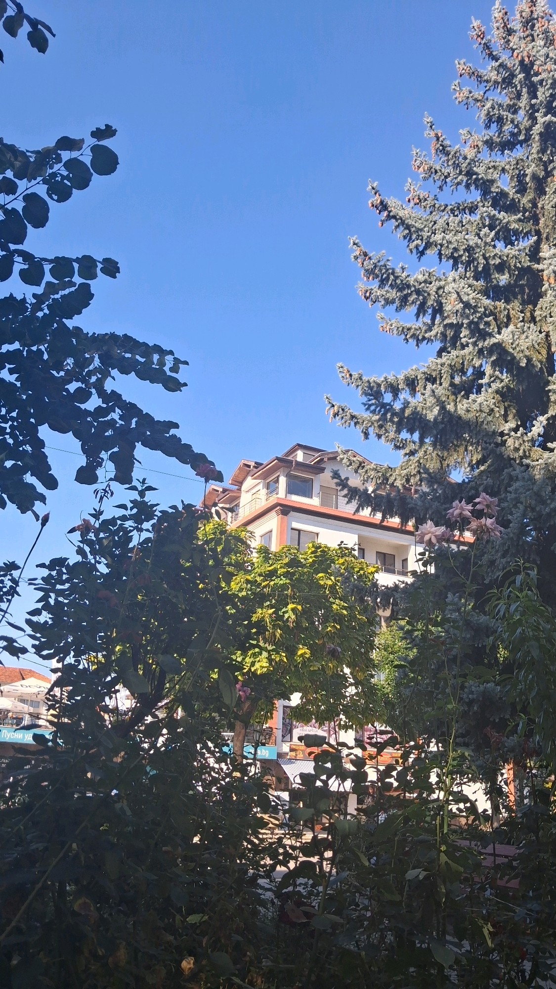 The image is a medium shot of a building in Gotse Delchev, Bulgaria, seen through trees and foliage. The building is a multi-story structure with a white facade and a red-tiled roof. It has several balconies and windows. In the foreground, there are various trees and bushes with green leaves and some pink flowers. A large evergreen tree with blue-green needles is visible on the right side of the image. The sky is clear and blue. In the background, there are glimpses of other buildings and street signs, suggesting an urban environment. The overall scene is tranquil and sunlit.