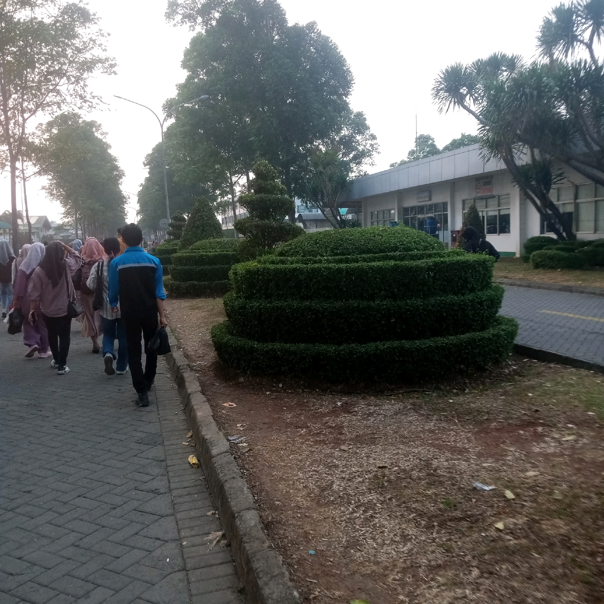 The image depicts a sidewalk scene with several people walking. In the foreground, a person in a blue and black shirt walks away from the camera, carrying a black bag. To their left, a group of women, some wearing hijabs, are also walking on the sidewalk. The sidewalk is paved with dark interlocking bricks. To the right of the sidewalk, there is a manicured hedge that is trimmed in a tiered, circular fashion. Beyond the hedge, there is a building with a light-colored exterior and multiple windows, partially obscured by trees and foliage. The environment appears to be an outdoor setting, possibly a campus or a park area adjacent to a building. The lighting suggests it is daytime, possibly late afternoon or early morning due to the soft light. The overall impression is a casual outdoor walk. The presence of lush green hedges and mature trees, combined with the building's architecture, suggests a well-maintained public or institutional space within a city or town. While specific indicators of Cijeruk, Indonesia, are not explicitly visible, the general aesthetic aligns with tropical or subtropical urban environments.