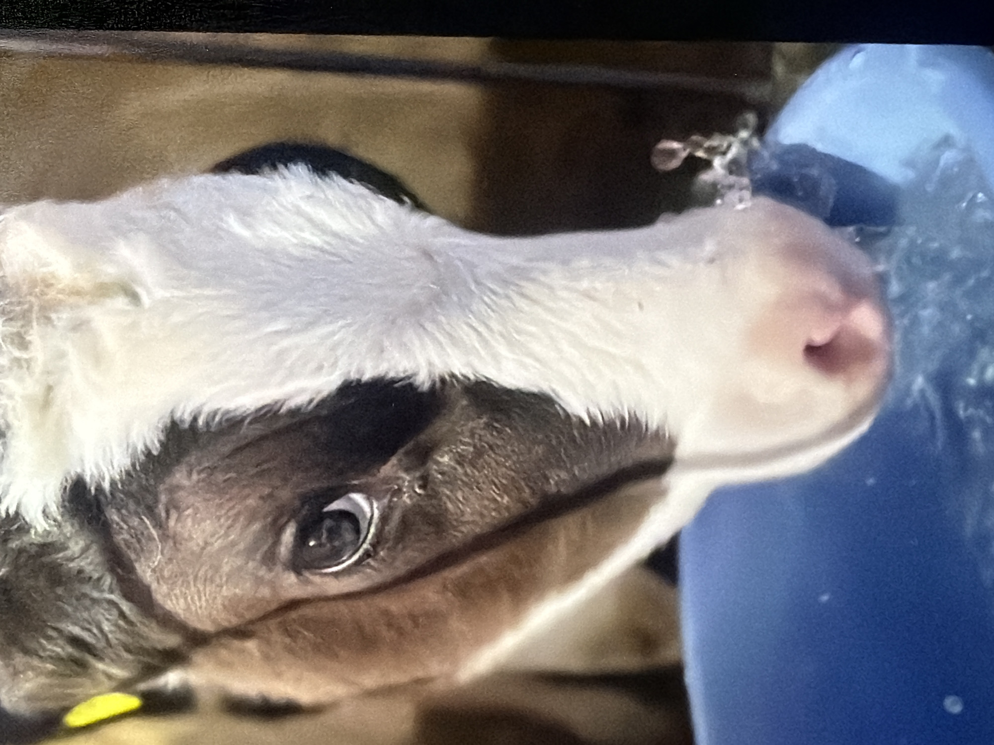 A close-up, low-angle shot shows the head of a young calf as it drinks from a blue bucket. The calf has a black and white patterned face, with a large, dark eye visible on the left side of the image. Its muzzle is pink, and white fur covers the right side of its face and neck. Water splashes around its muzzle as it drinks. The background is out of focus, with hints of brown and dark vertical elements, possibly indicating a barn or enclosure. The lighting is natural, with a bright yellow tag visible on the calf's left ear.