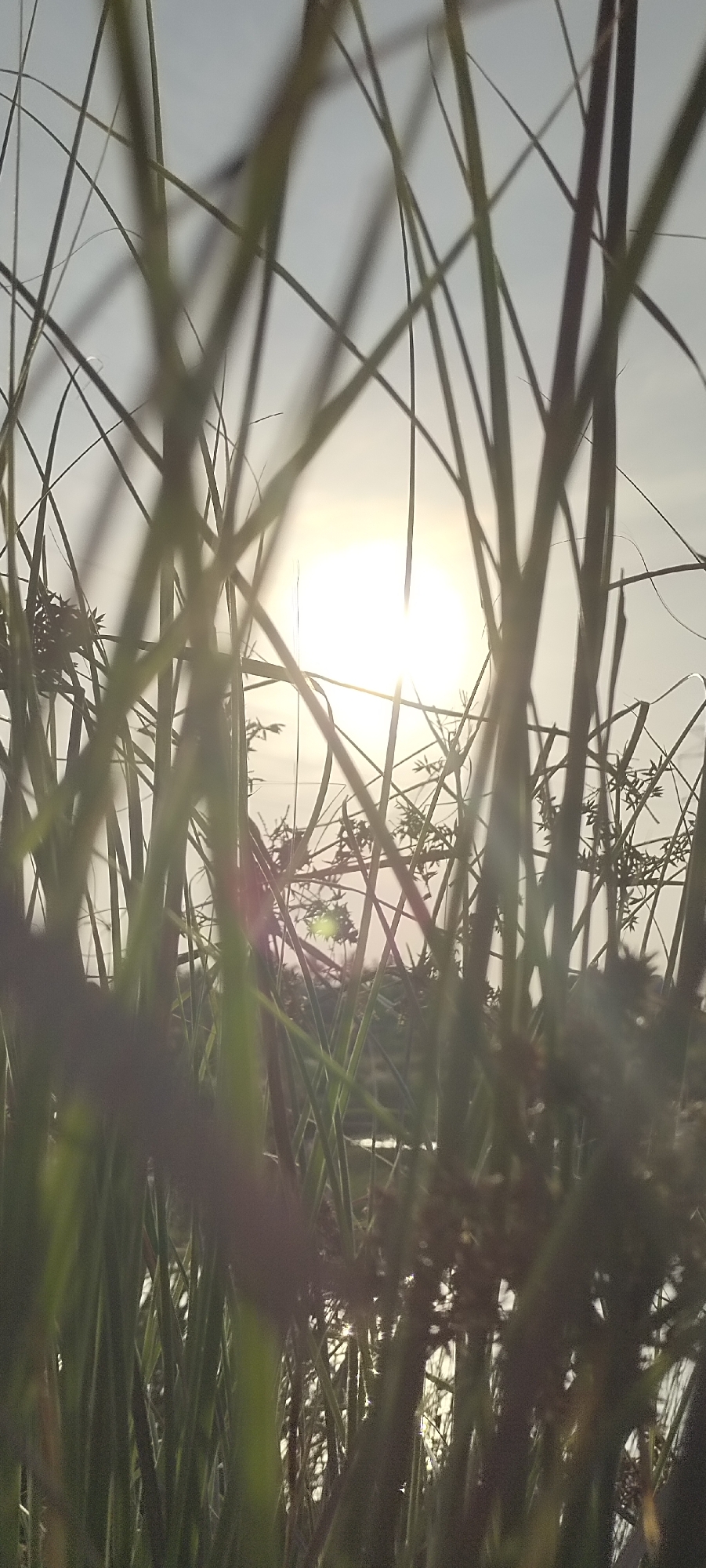 The image depicts a low-angle view through tall grass, with the sun shining brightly in the background. The sky appears light and hazy. Behind the grass, hints of trees and water are visible. The location is unspecified, with no identifiable information that is unique to Lhokseumawe, Indonesia.