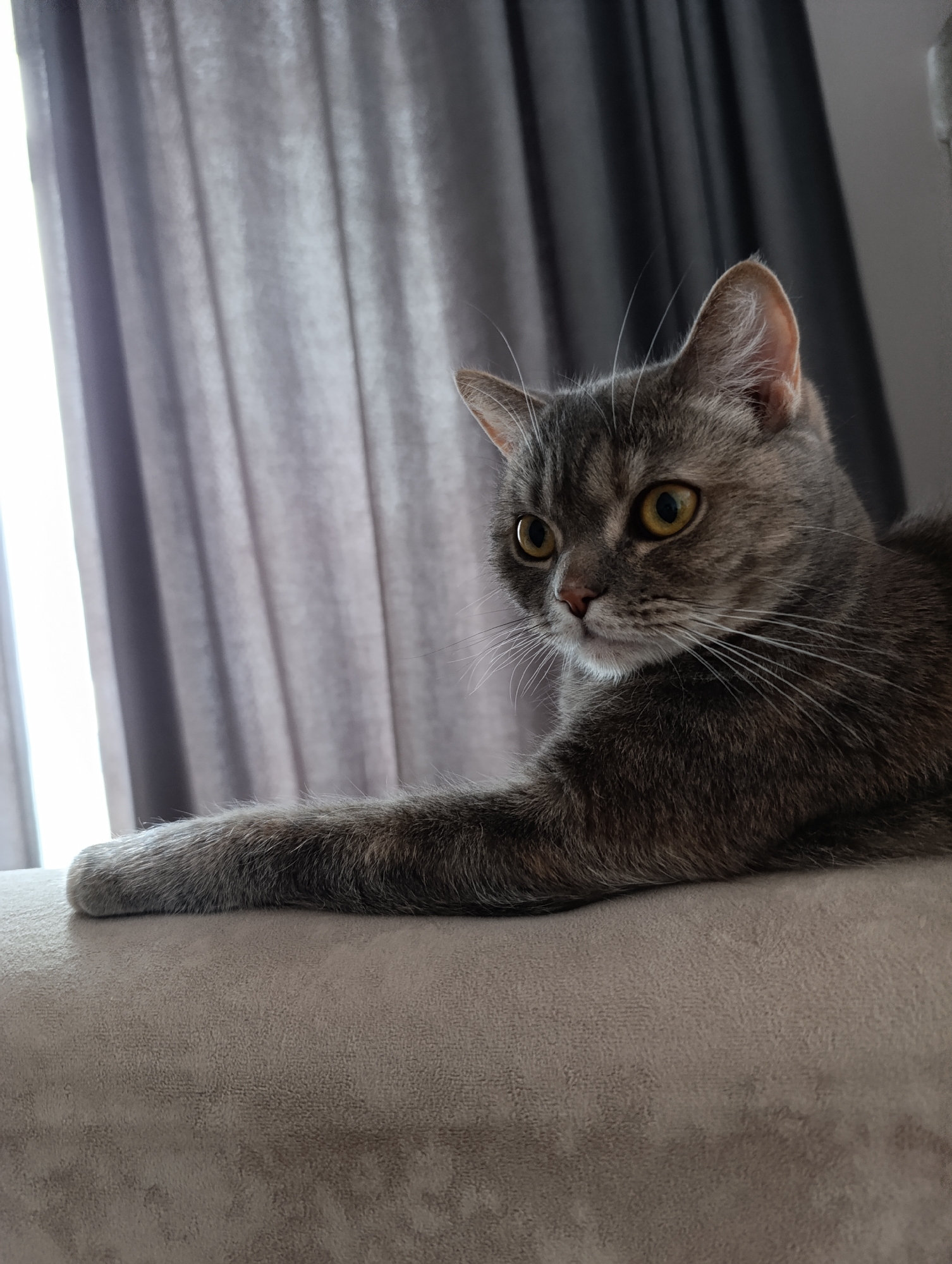 A gray tabby cat with yellow eyes is lying on a gray couch. The cat's left front leg is extended along the couch's surface. Gray curtains are visible in the background. There is no discernible information to determine the location as Chaikovsky, Russia.
