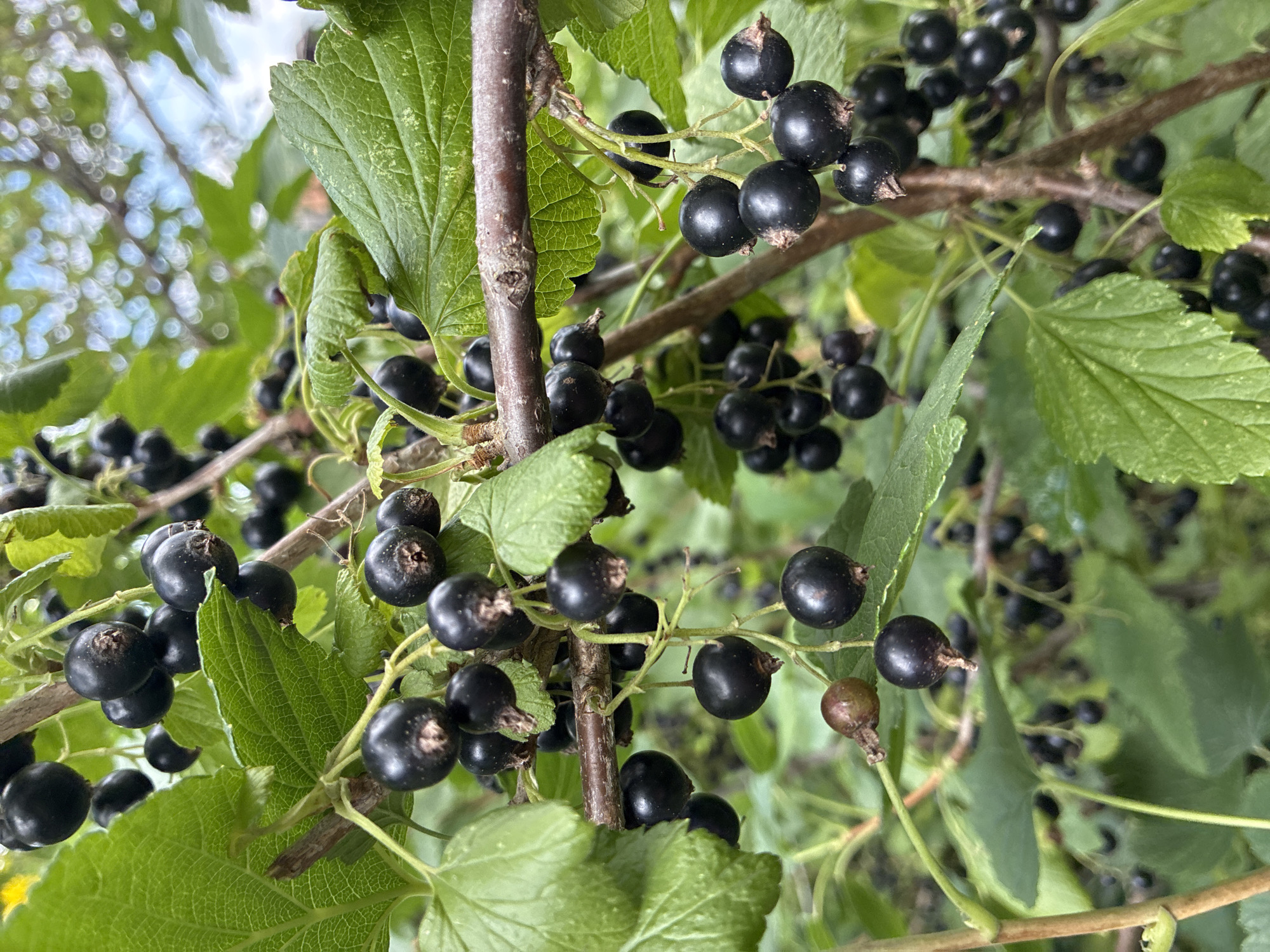 A close-up, eye-level shot captures a cluster of ripe black currants hanging from a bush in Chernoyarskaya, Russia. The berries, varying in shade from deep purple to black, are clustered tightly on thin stems, some showing remnants of their sepals. Large, green leaves with visible veins frame the fruit, creating a lush backdrop. The branches of the bush are a rough, brown wood. The overall impression is one of abundant, natural growth, with the soft focus of the background suggesting an outdoor setting with dappled light.